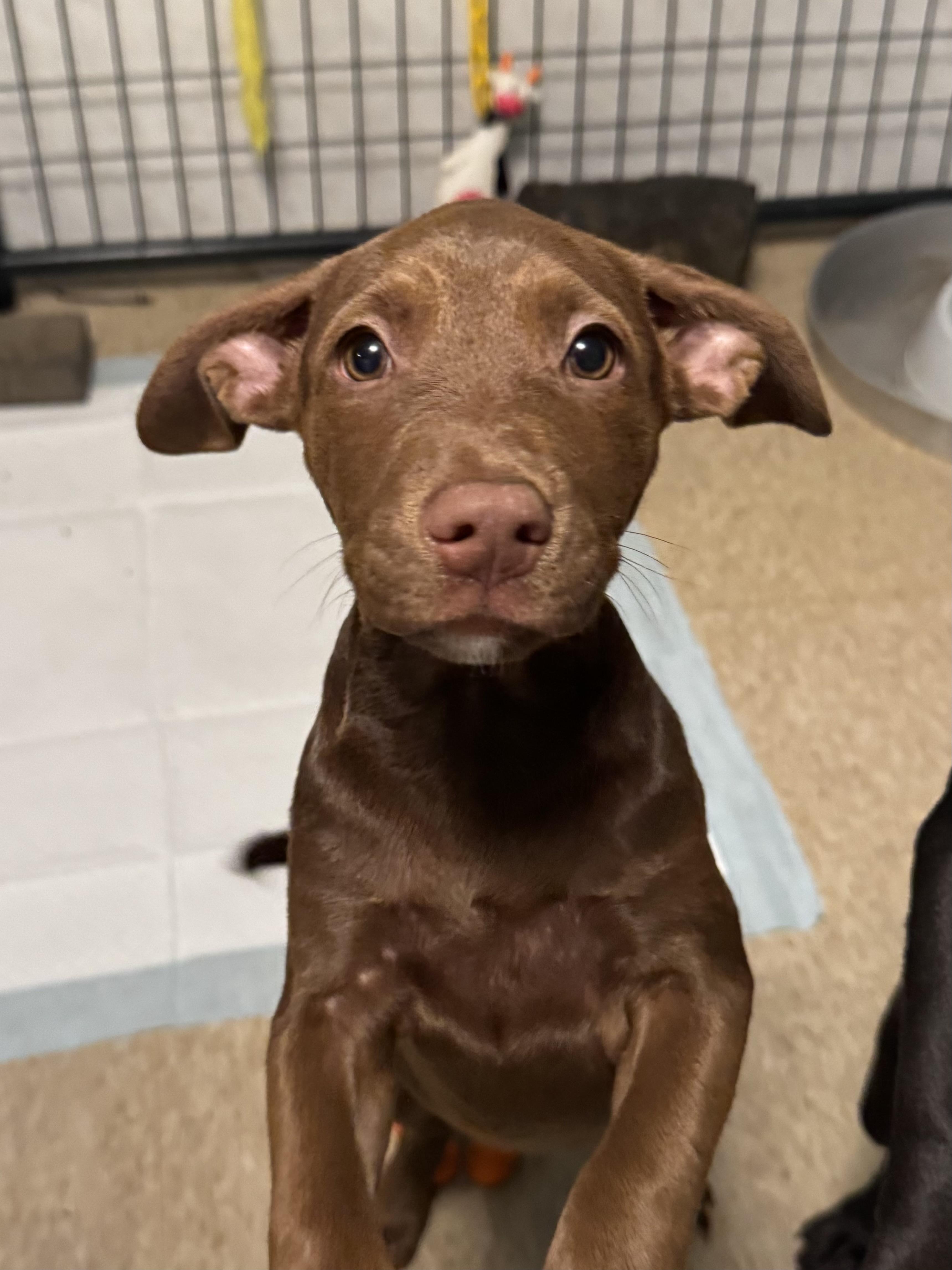 Nova
