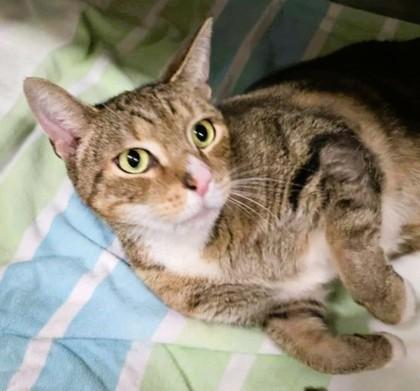 M.A.C. — thumbnail 2