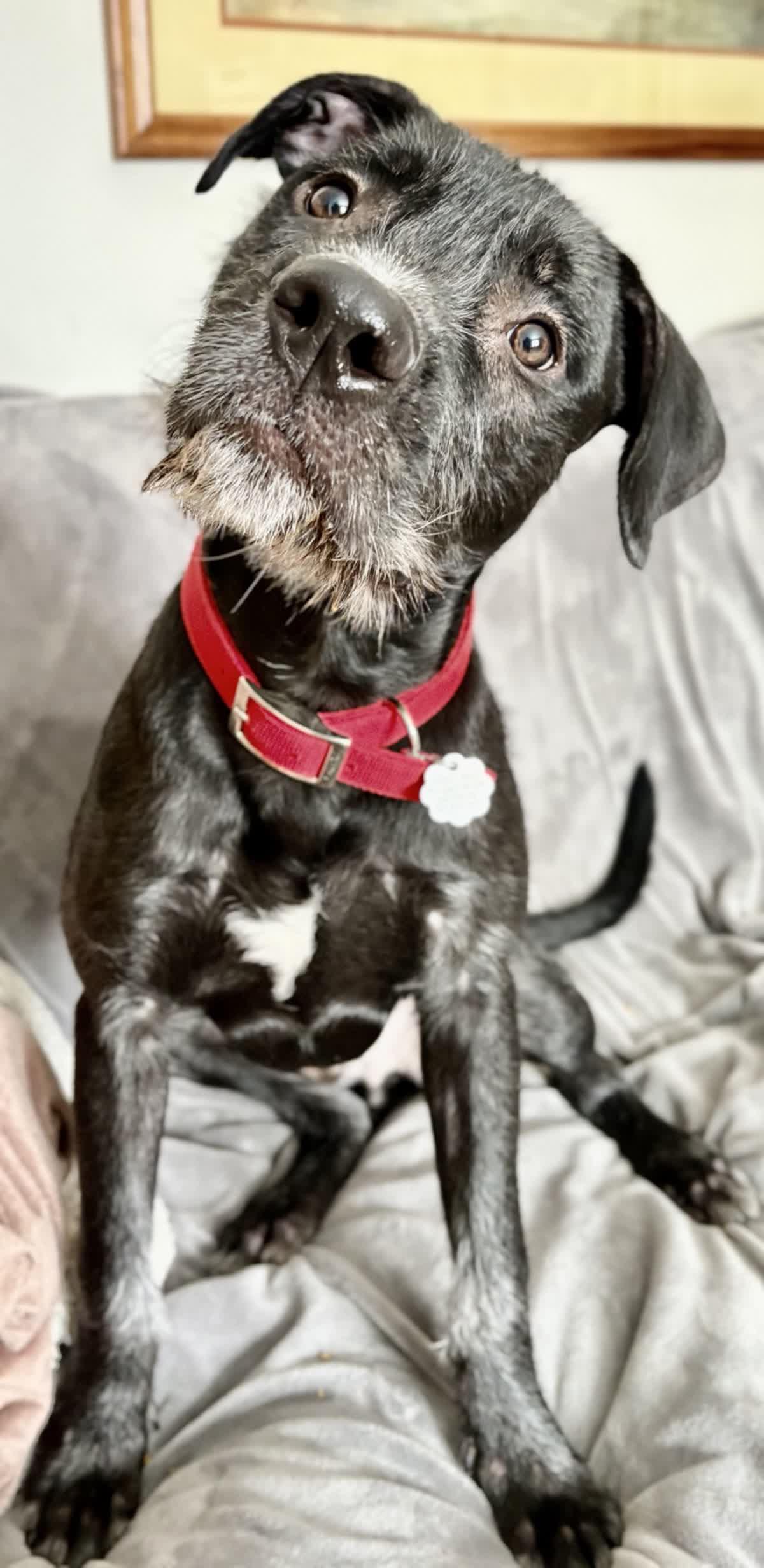 Enlarge Ralf, a Adoptable mixed breed in Oxford, MI image 2/6