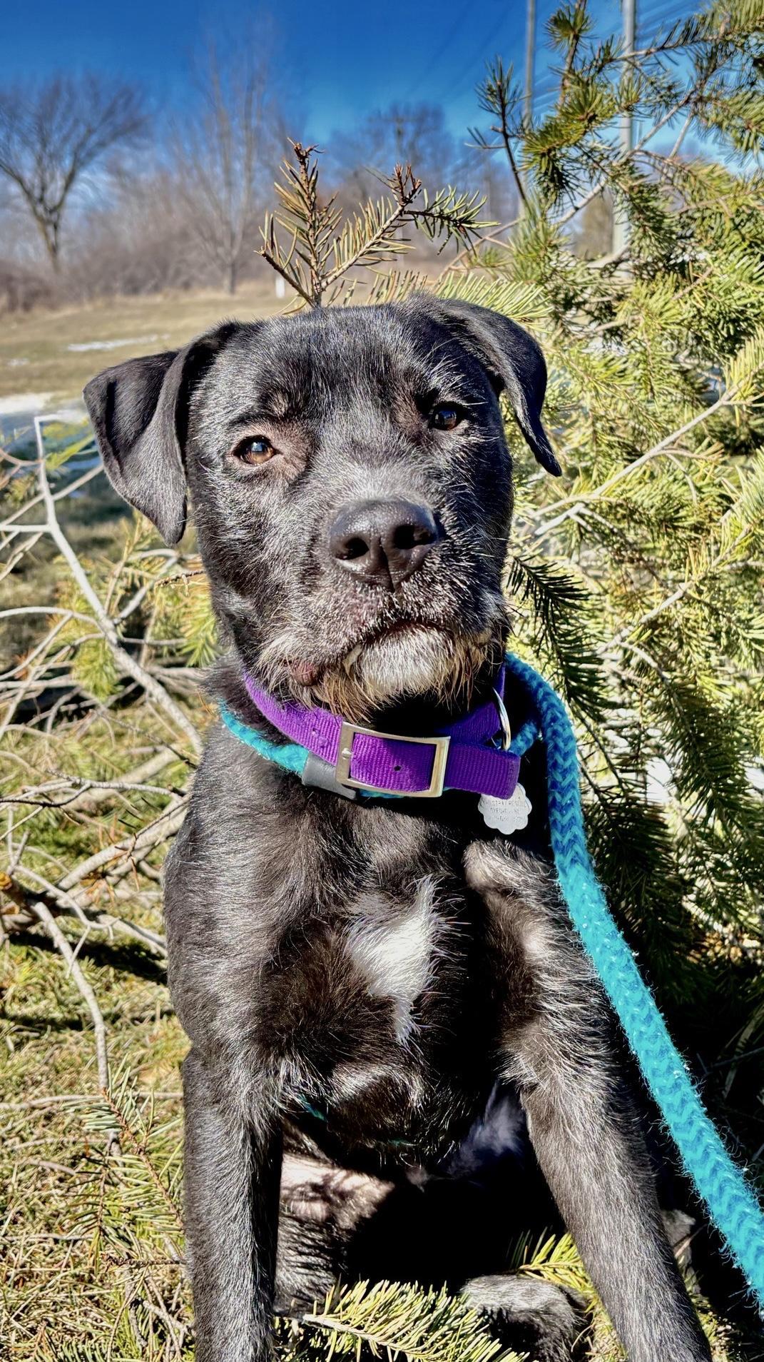 Enlarge Ralf, a Adoptable mixed breed in Oxford, MI image 3/6