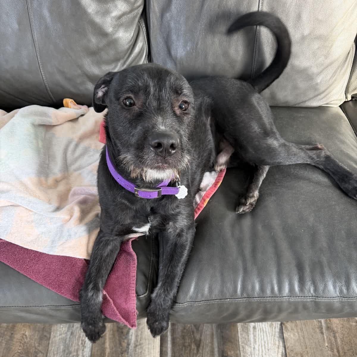 Enlarge Ralf, a Adoptable mixed breed in Oxford, MI image 4/6