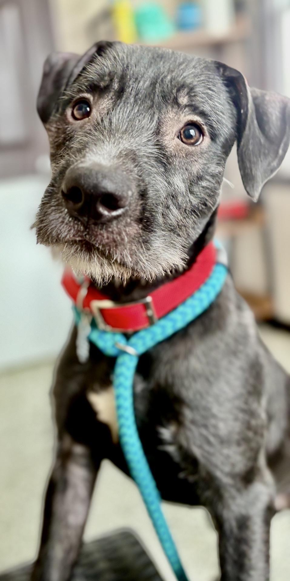 Enlarge Ralf, a Adoptable mixed breed in Oxford, MI image 5/6