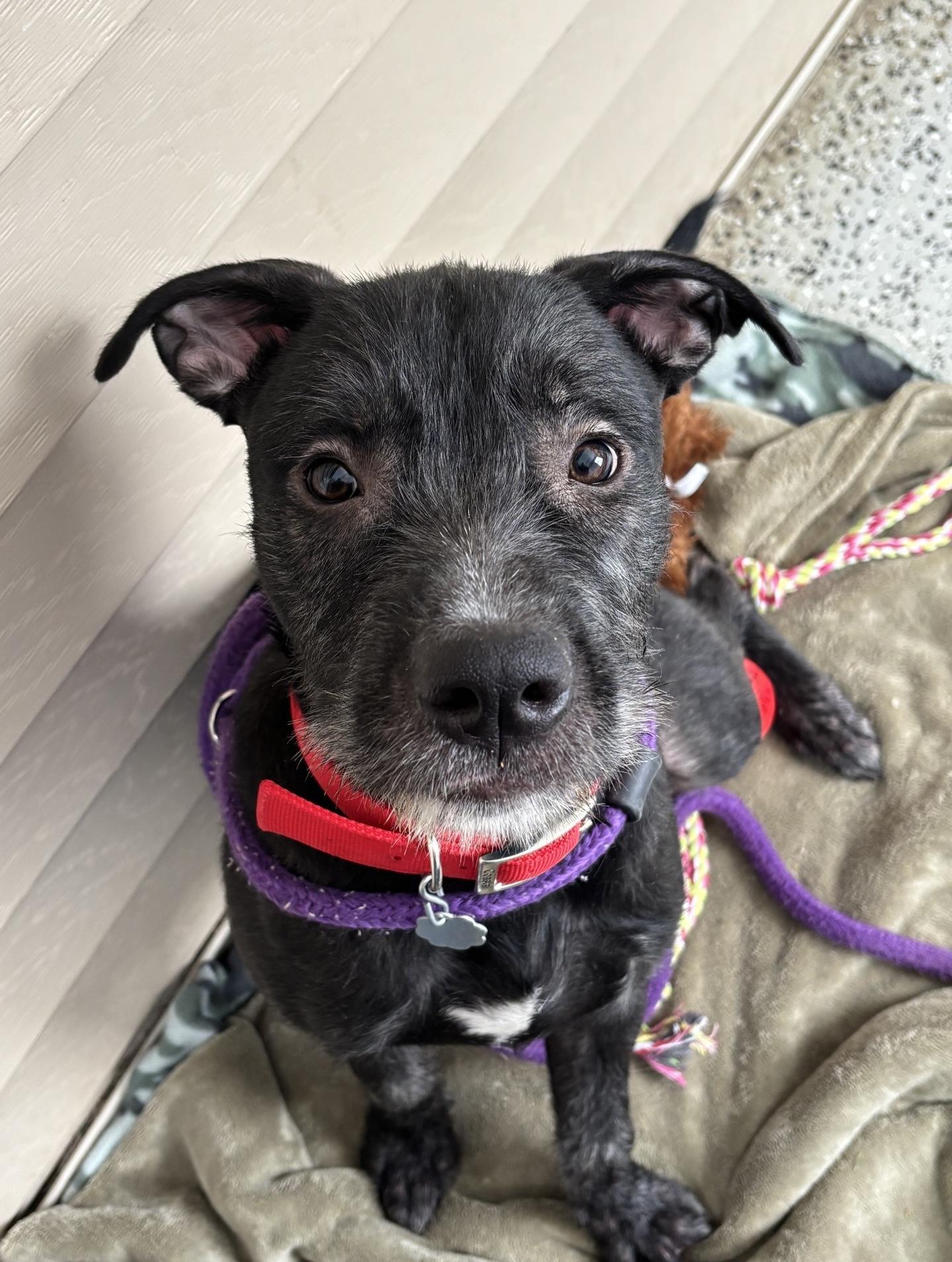 Ralf, Adoptable, Young Male Kerry Blue Terrier & Mixed Breed.