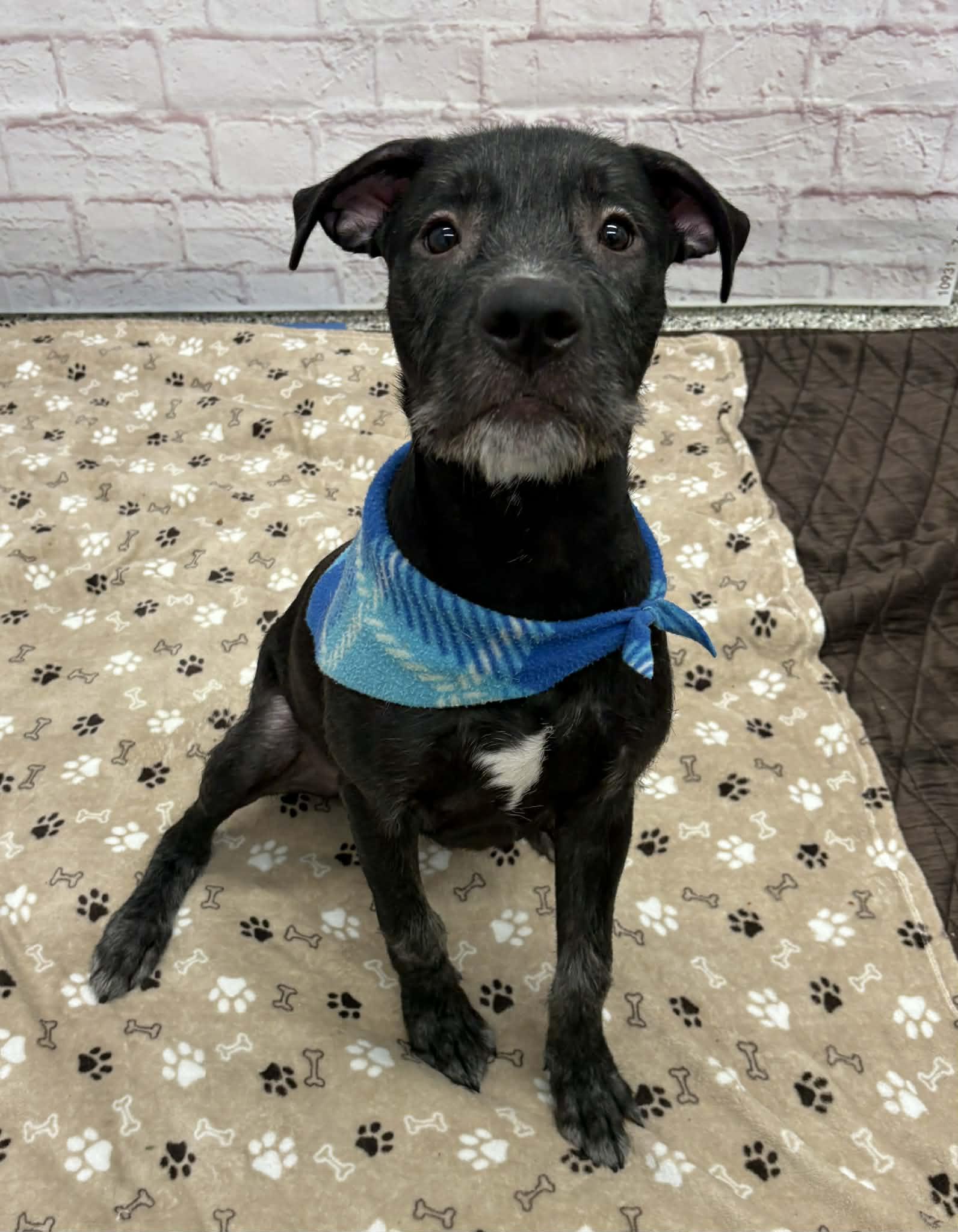 Enlarge Ralf, a Adoptable mixed breed in Oxford, MI image 6/6