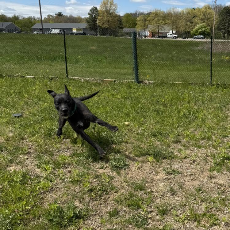 Enlarge Ralf, a Adoptable mixed breed in Oxford, MI image 5/6
