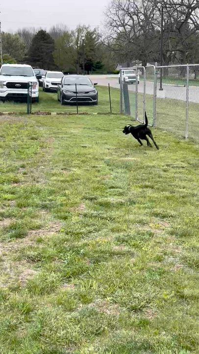 Enlarge Ralf, a Adoptable mixed breed in Oxford, MI video 6/6