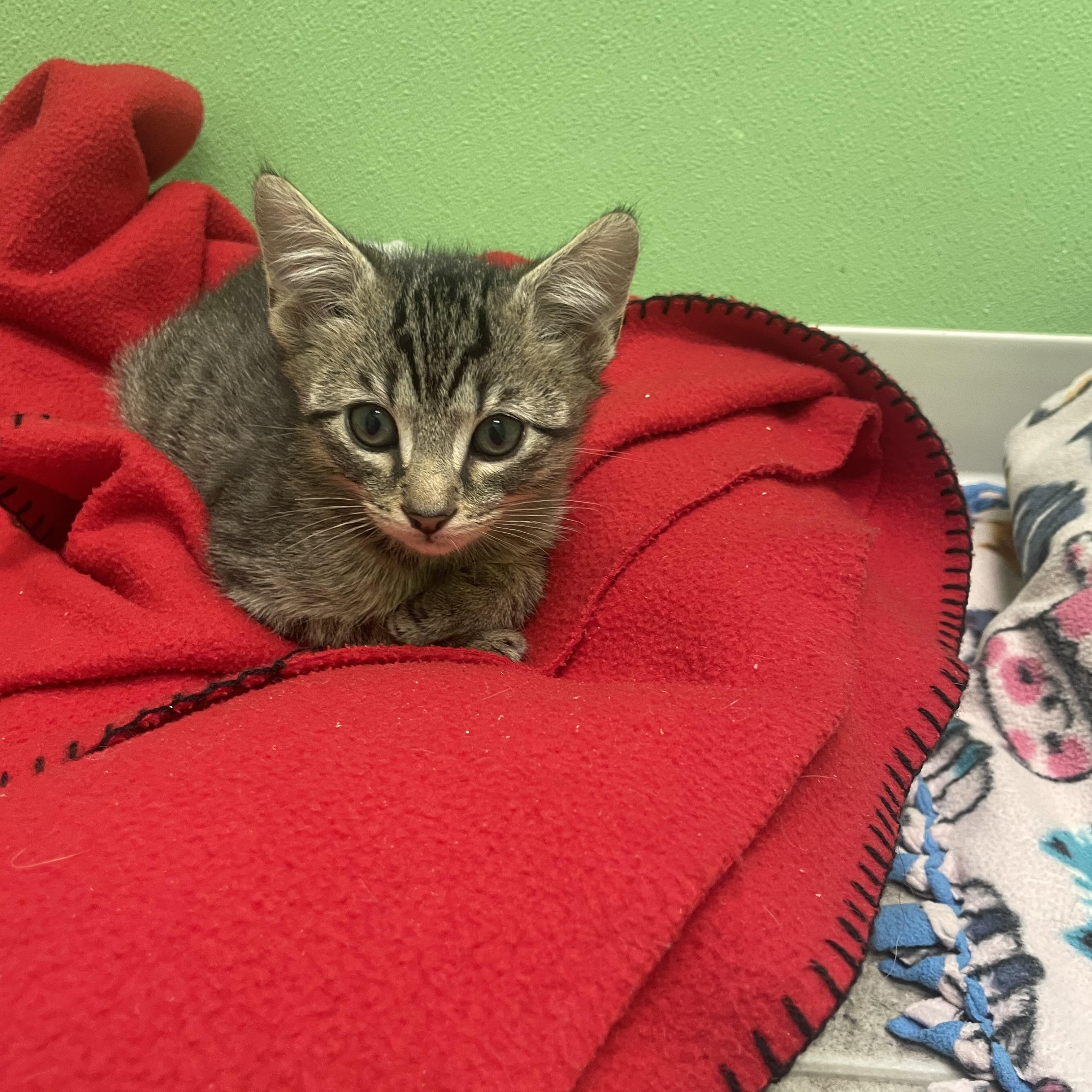 Strudel, a Adoptable Domestic Short Hair in Greenbelt, MD image 2/3