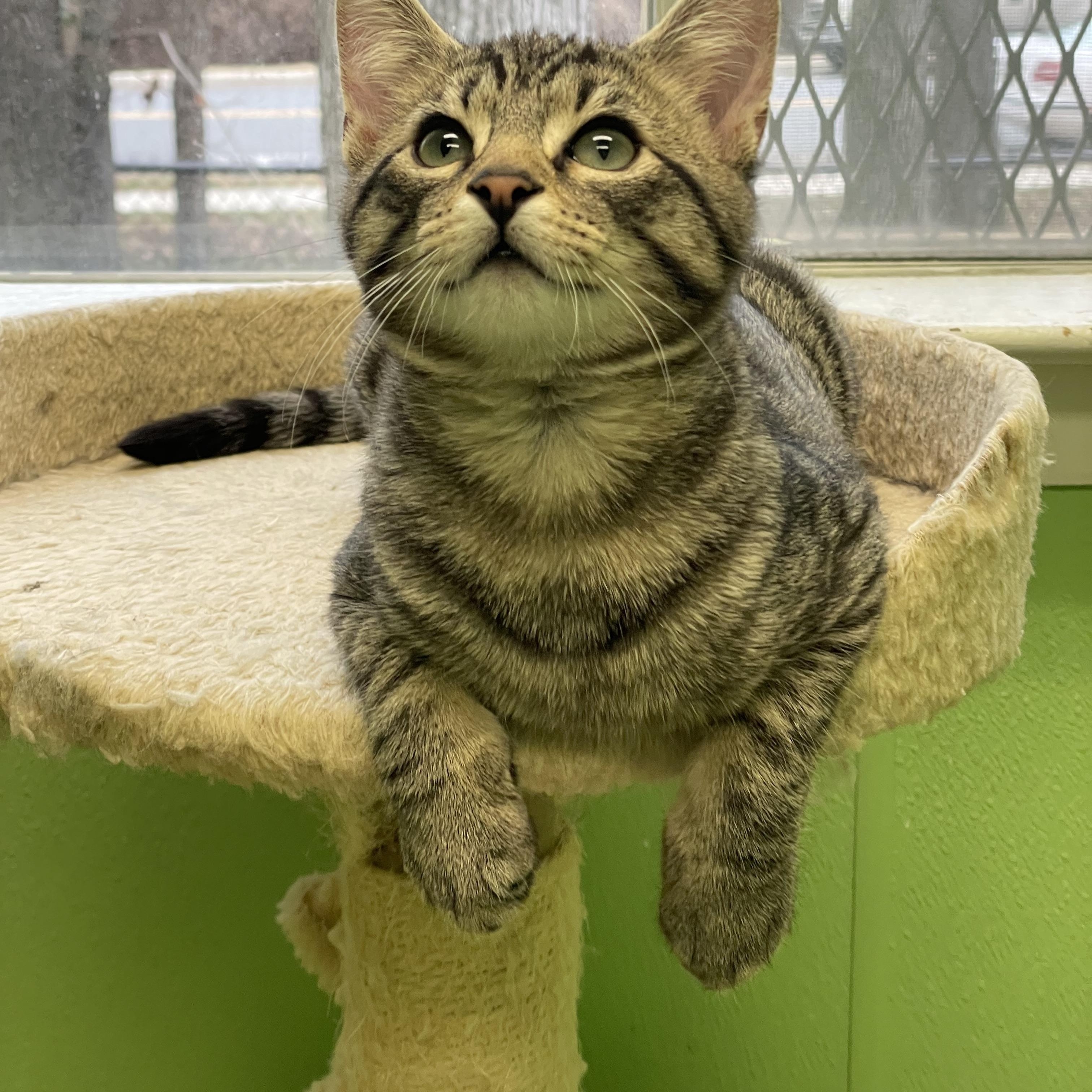 Strudel, a Adoptable Domestic Short Hair in Greenbelt, MD image 3/3