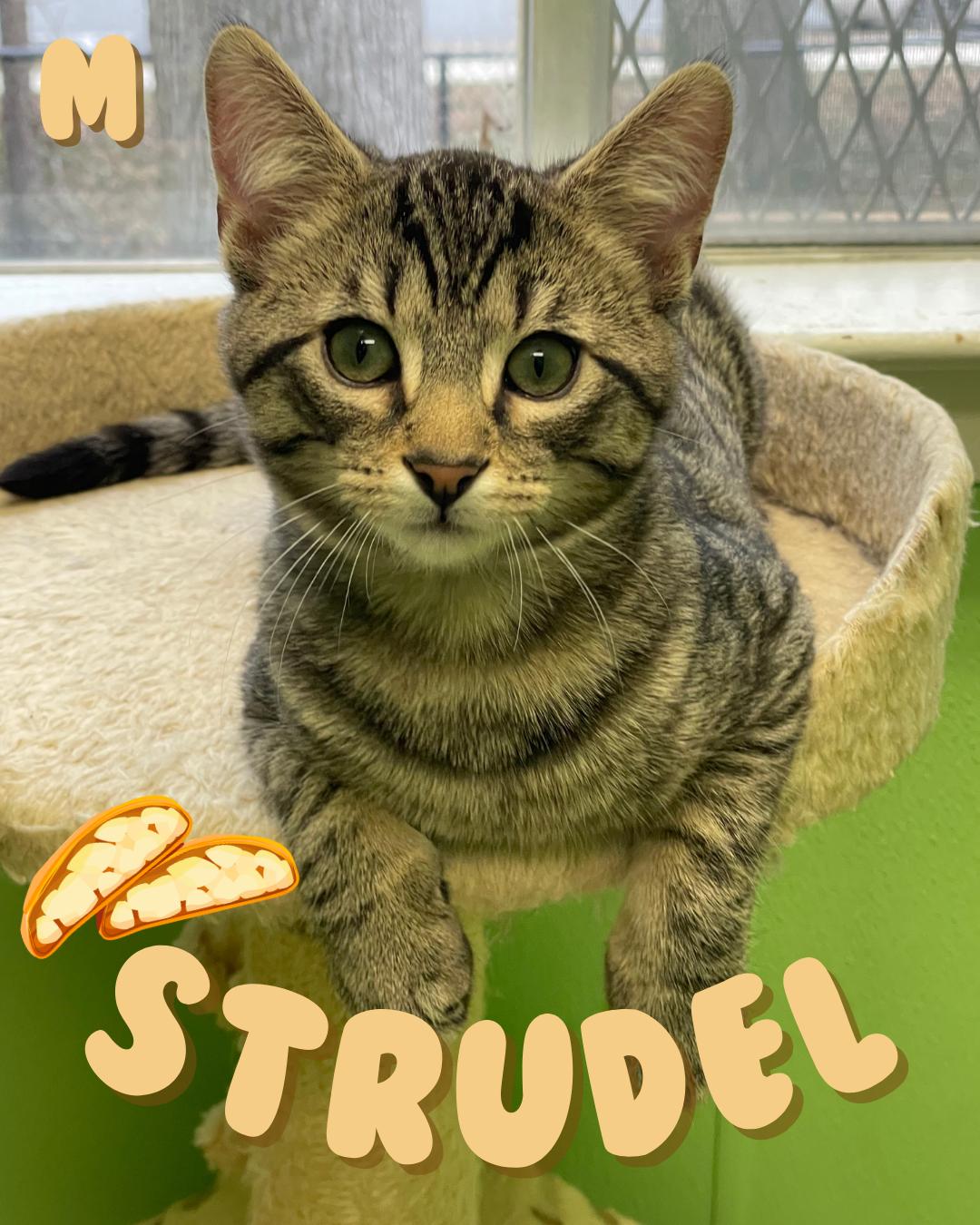 Strudel, Adoptable, Kitten Male Domestic Short Hair.