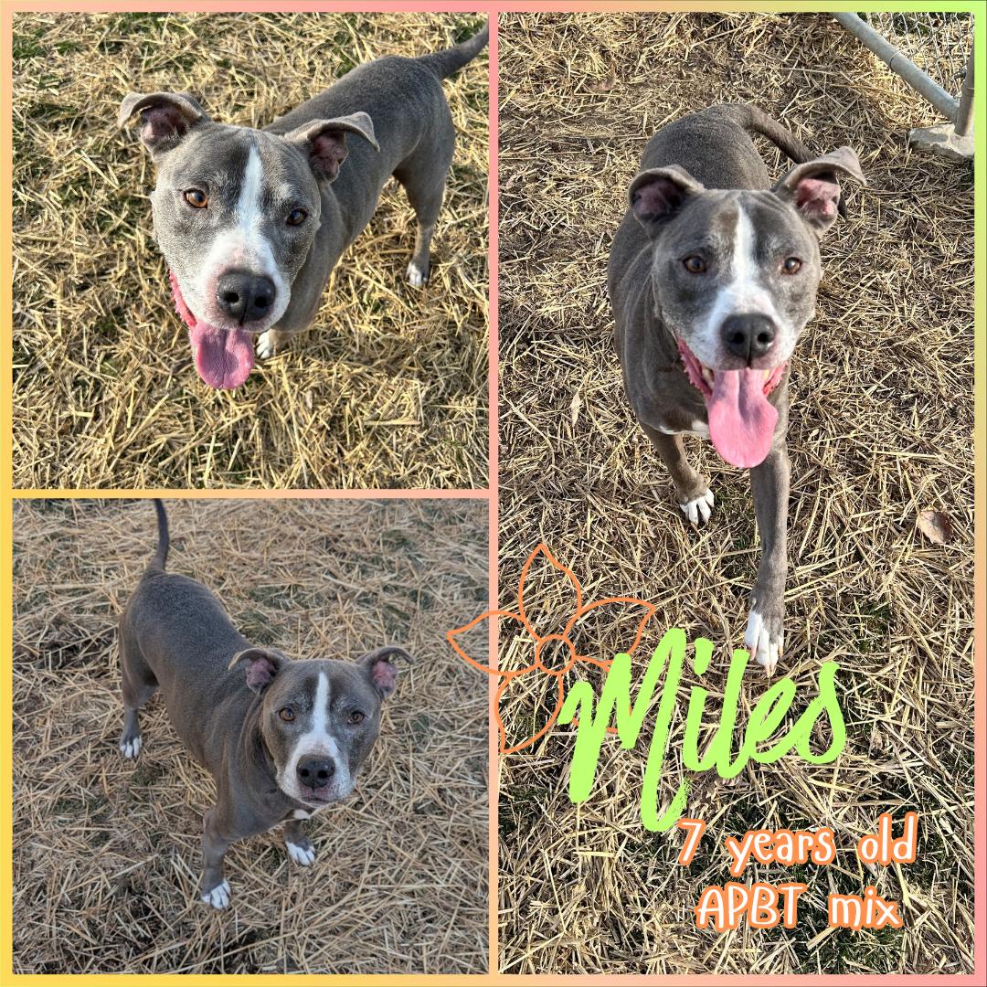 Miles, ADOPTABLE, Adult Male Pit Bull Terrier.