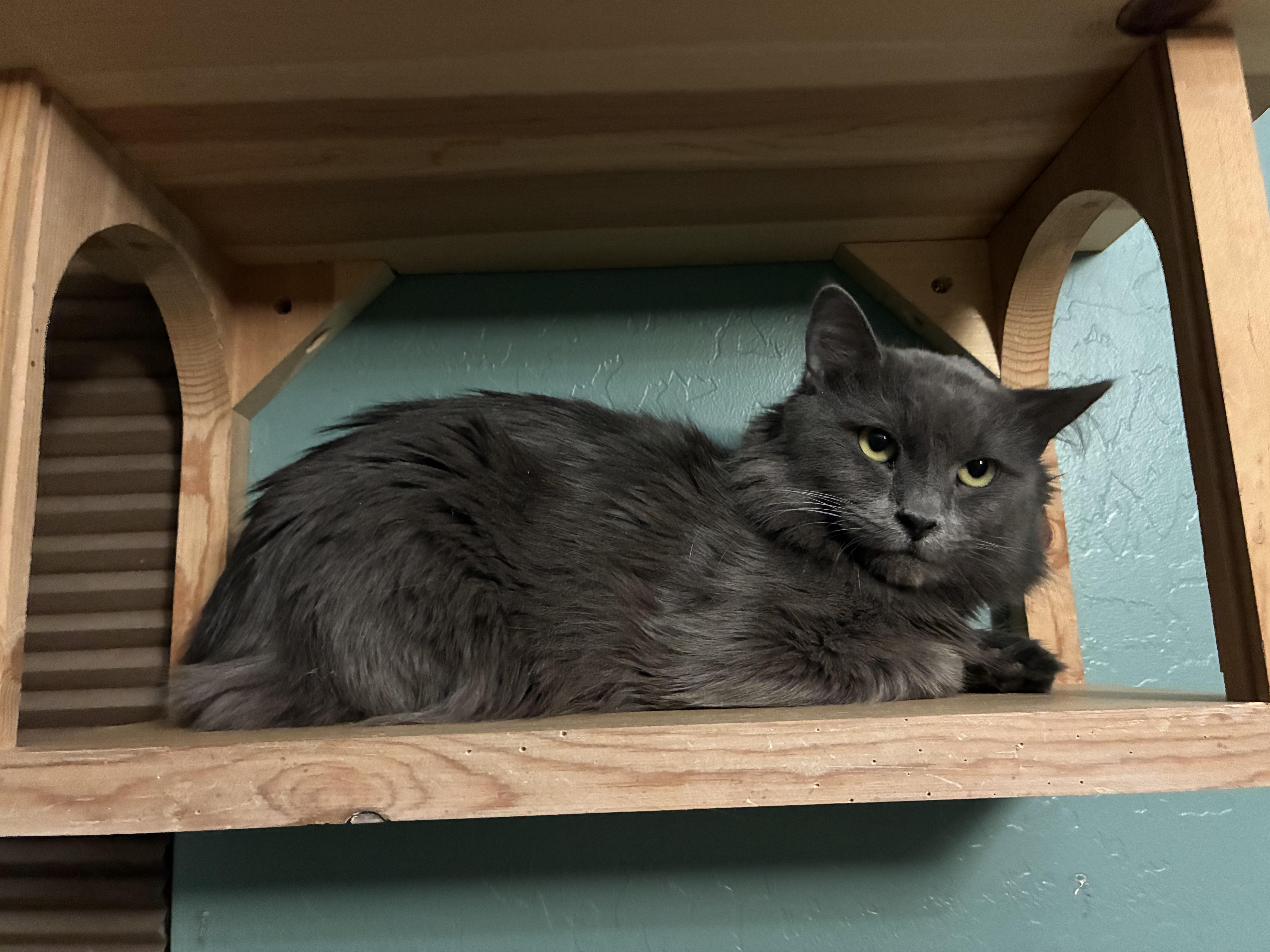 Henry, ADOPTABLE, Young Male Domestic Medium Hair & Russian Blue.