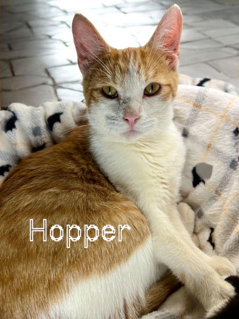 Grasshopper, a Adoptable Domestic Short Hair in Cromwell, KY image 1/2