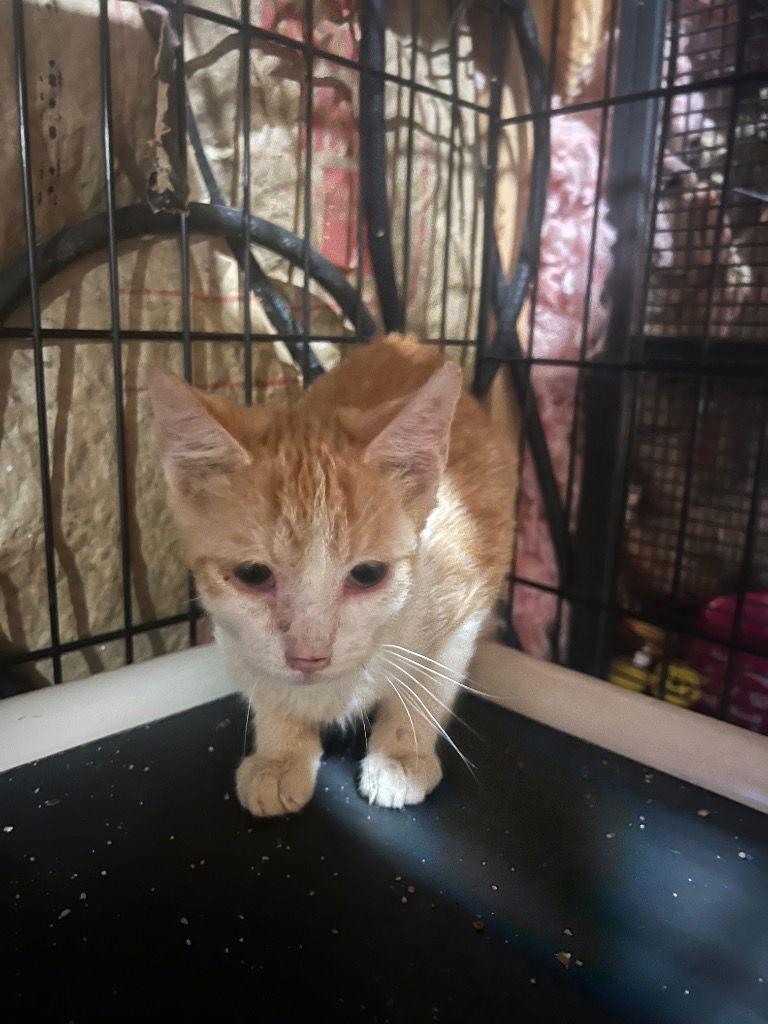 Grasshopper — thumbnail 2