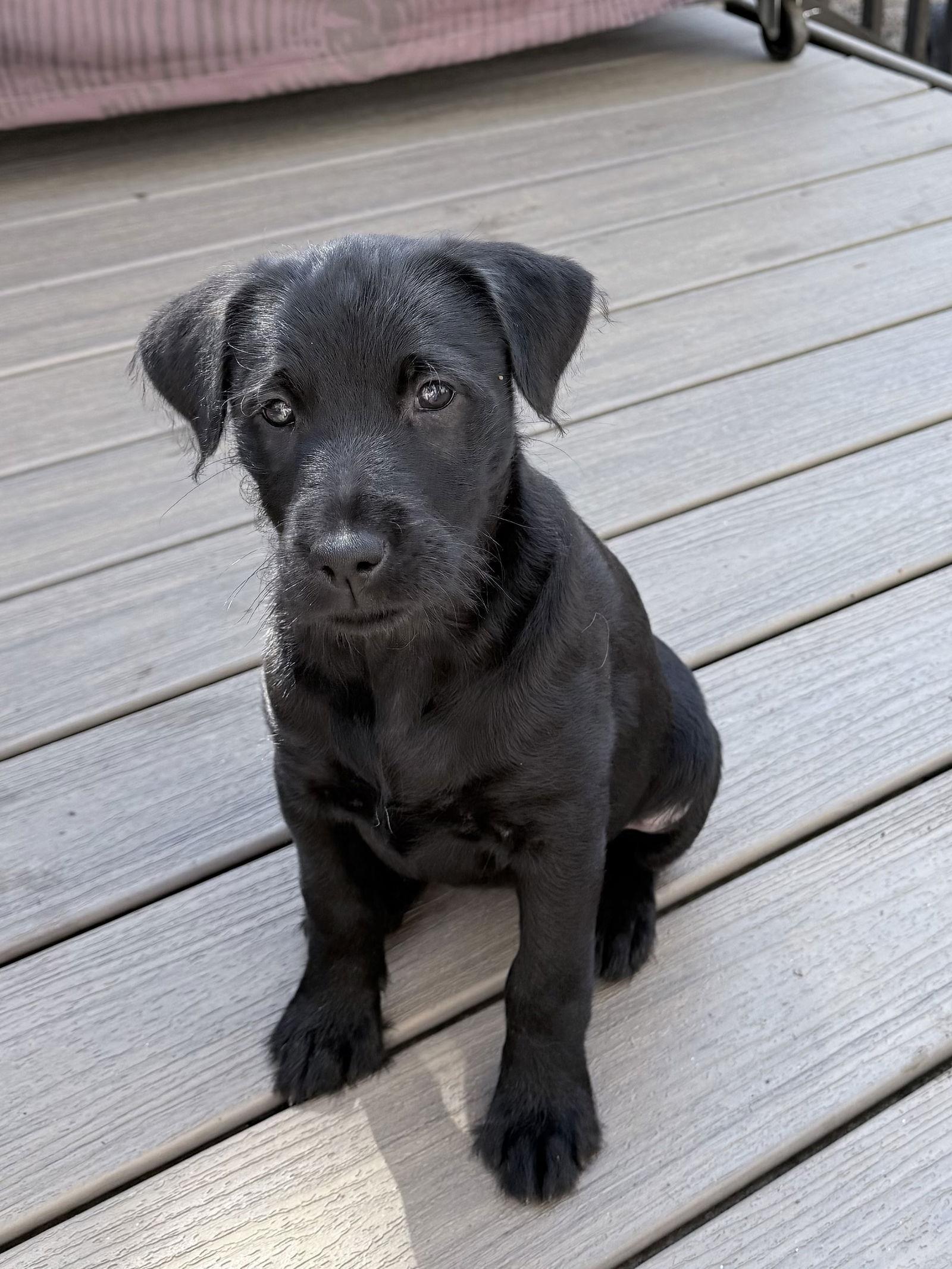 Enlarge Adora, a Adoptable mixed breed in Woodstock, GA image 2/3
