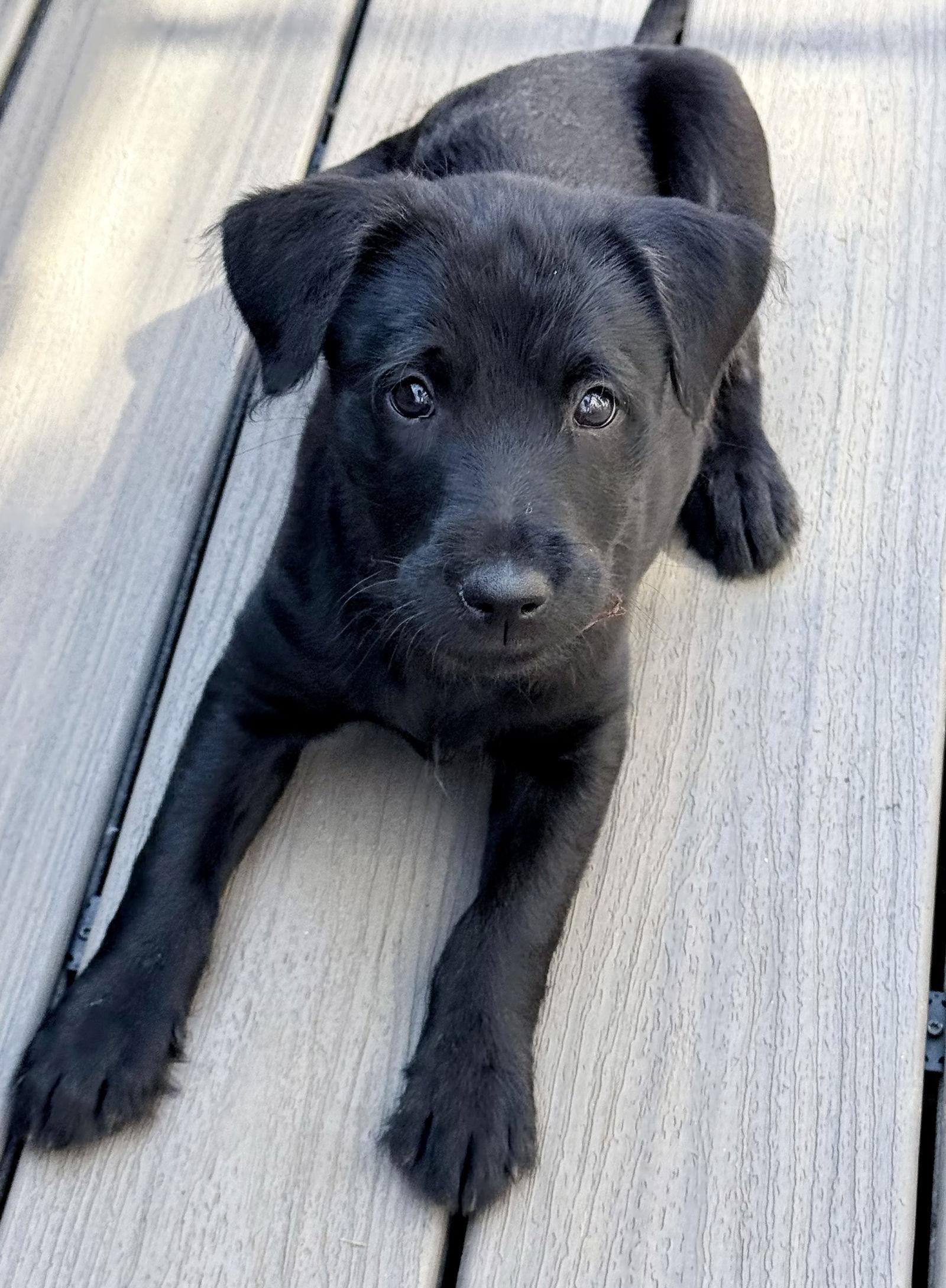 Enlarge Adora, a Adoptable mixed breed in Woodstock, GA image 3/3