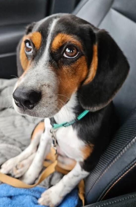 milo, Adoptable, Puppy Male Beagle.