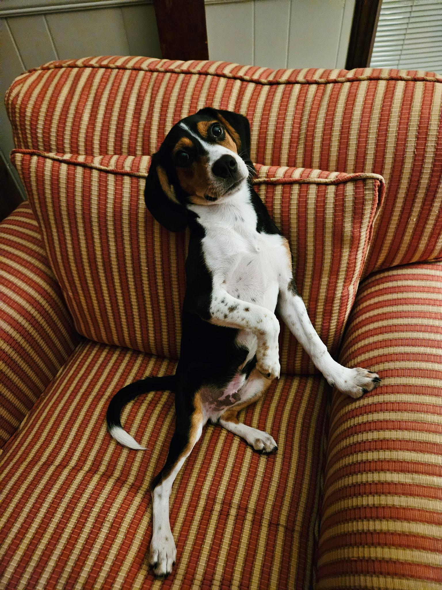 milo, Adoptable, Puppy Male Beagle.