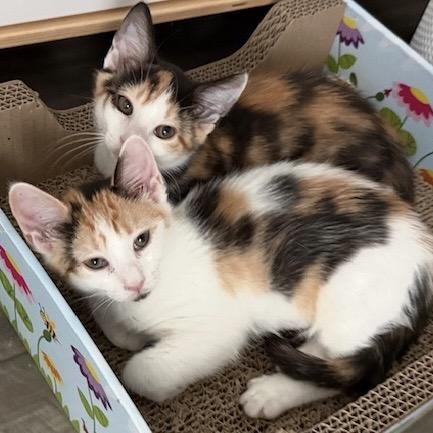 Bluebell, Adoptable, Kitten Female Domestic Short Hair.