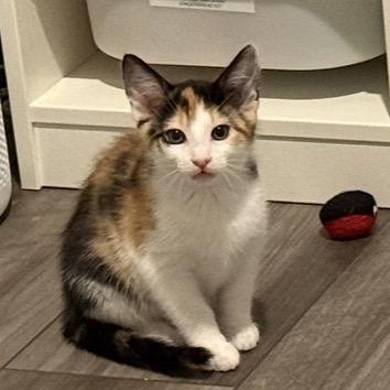 Bluebell, a Adoptable Domestic Short Hair in Ponte Vedra Beach, FL image 2/2