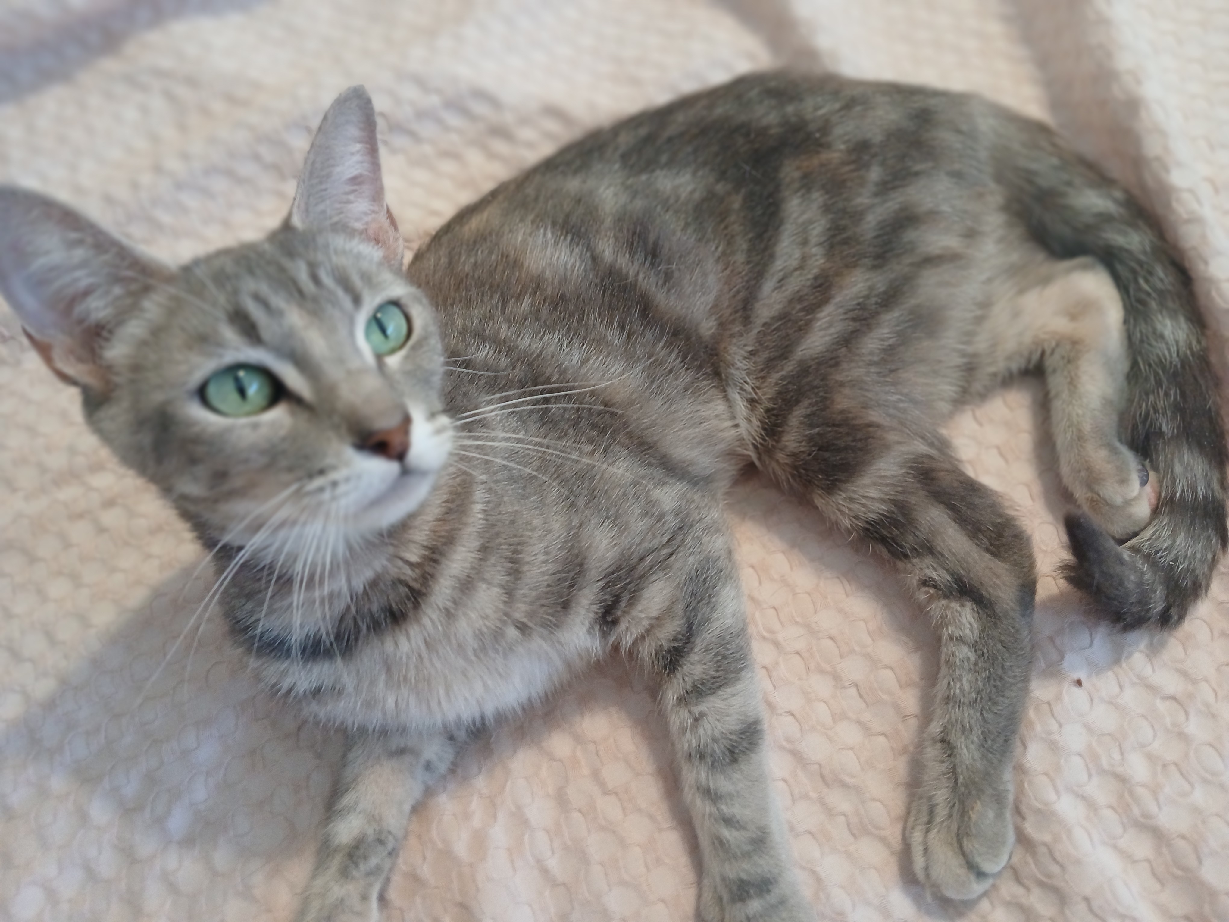Enlarge Zophie, a Adopted mixed breed in Desert Hot Springs, CA image 2/6