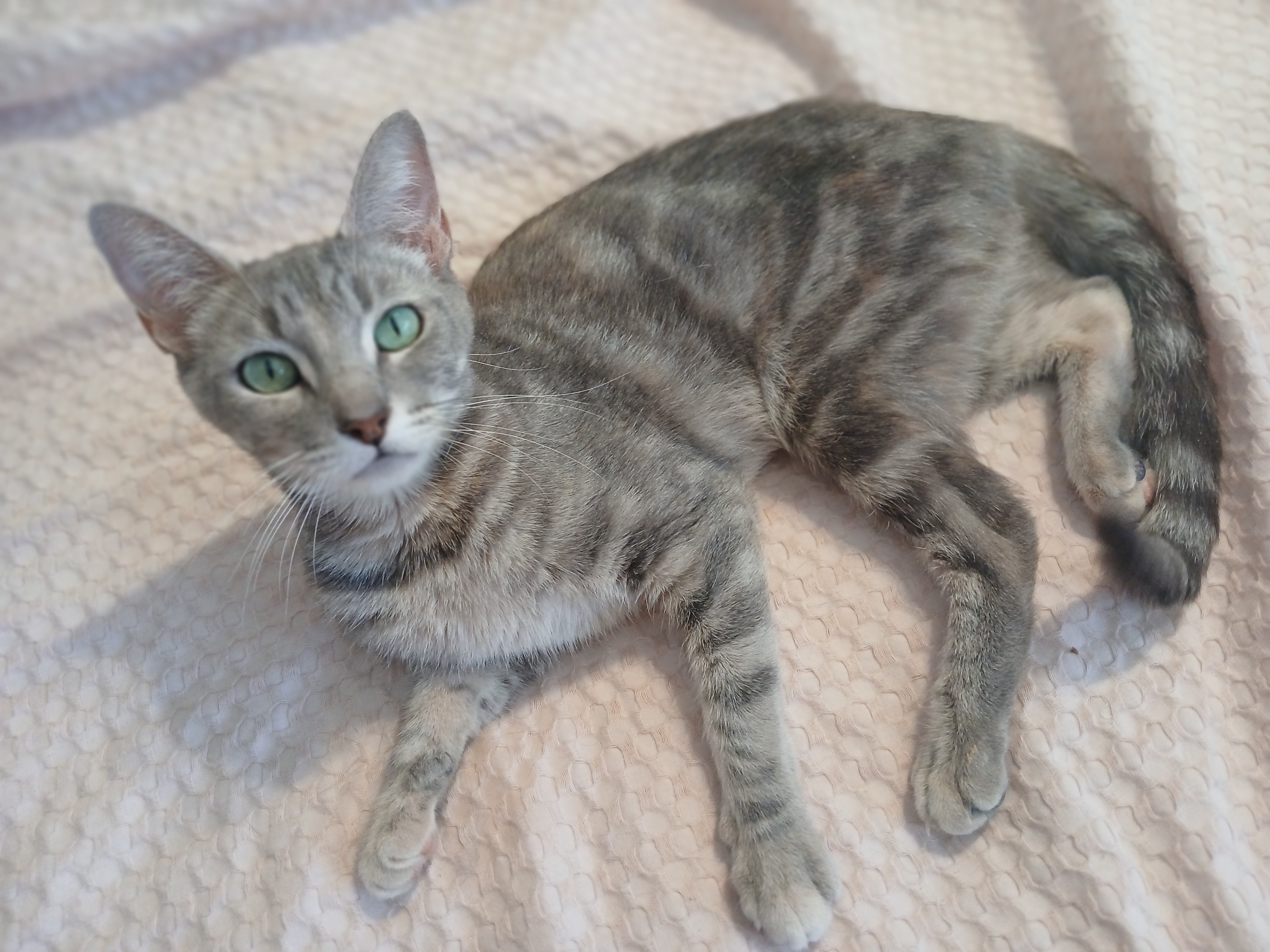 Enlarge Zophie, a Adopted mixed breed in Desert Hot Springs, CA image 1/6