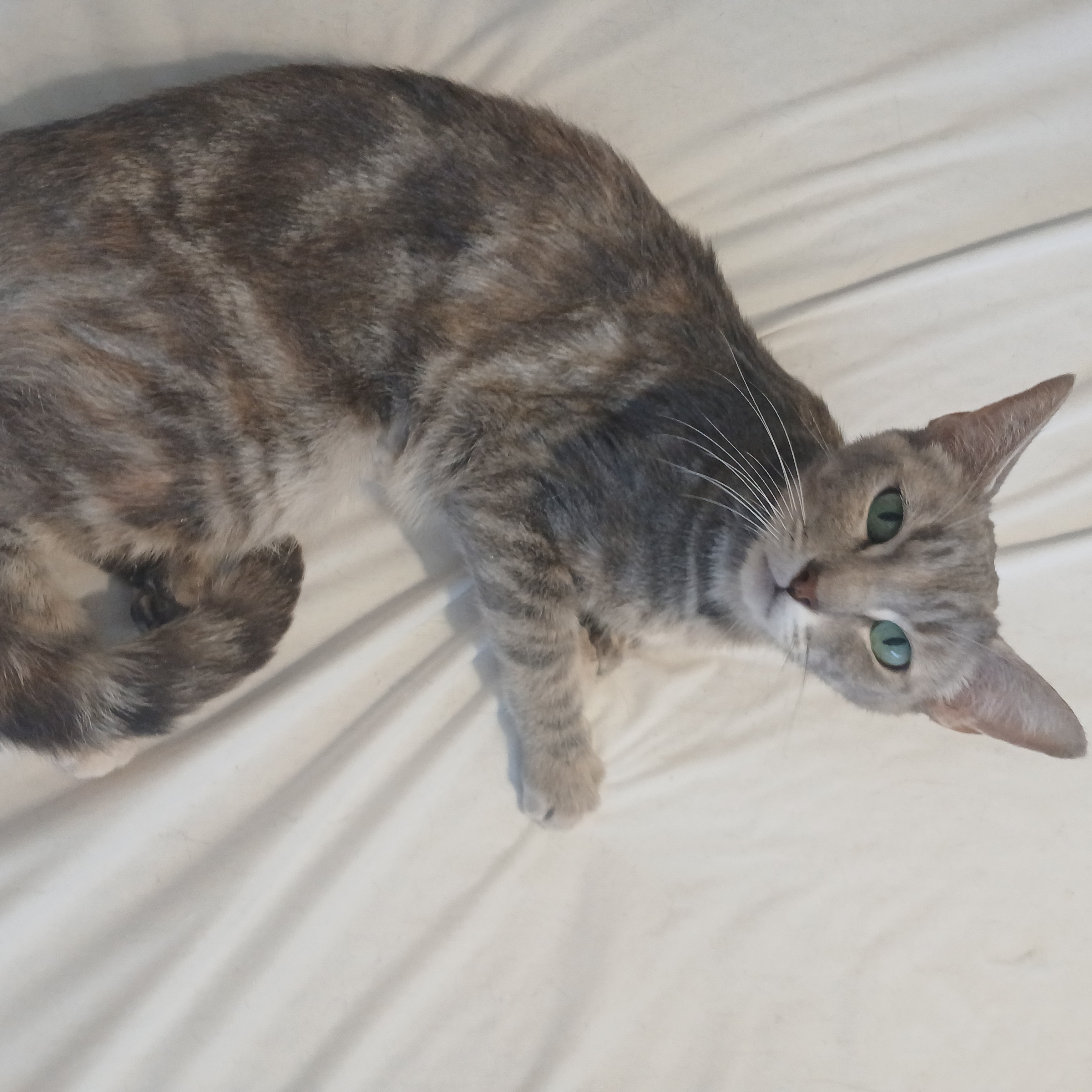 Enlarge Zophie, a Adopted mixed breed in Desert Hot Springs, CA image 5/6