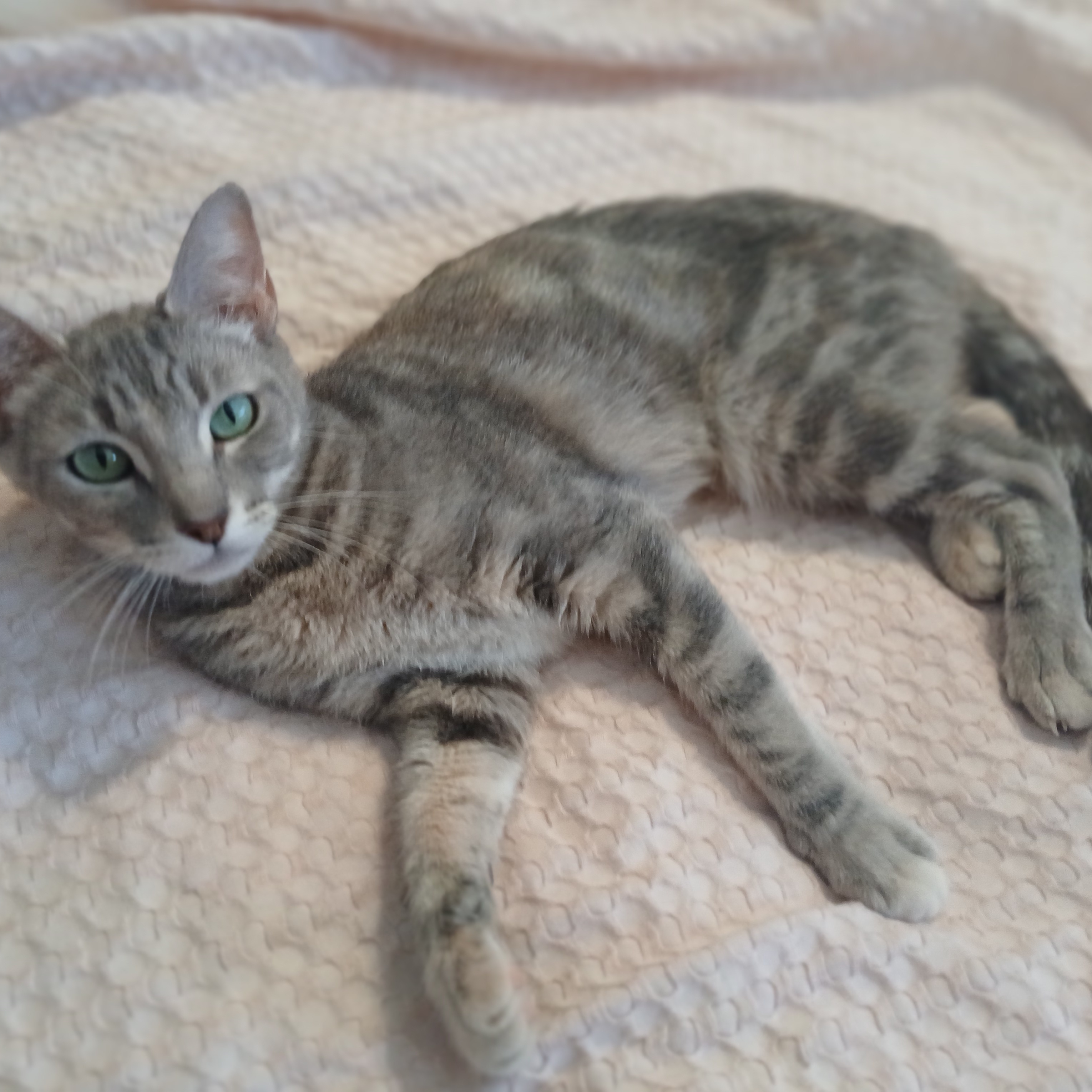 Enlarge Zophie, a Adopted mixed breed in Desert Hot Springs, CA image 6/6