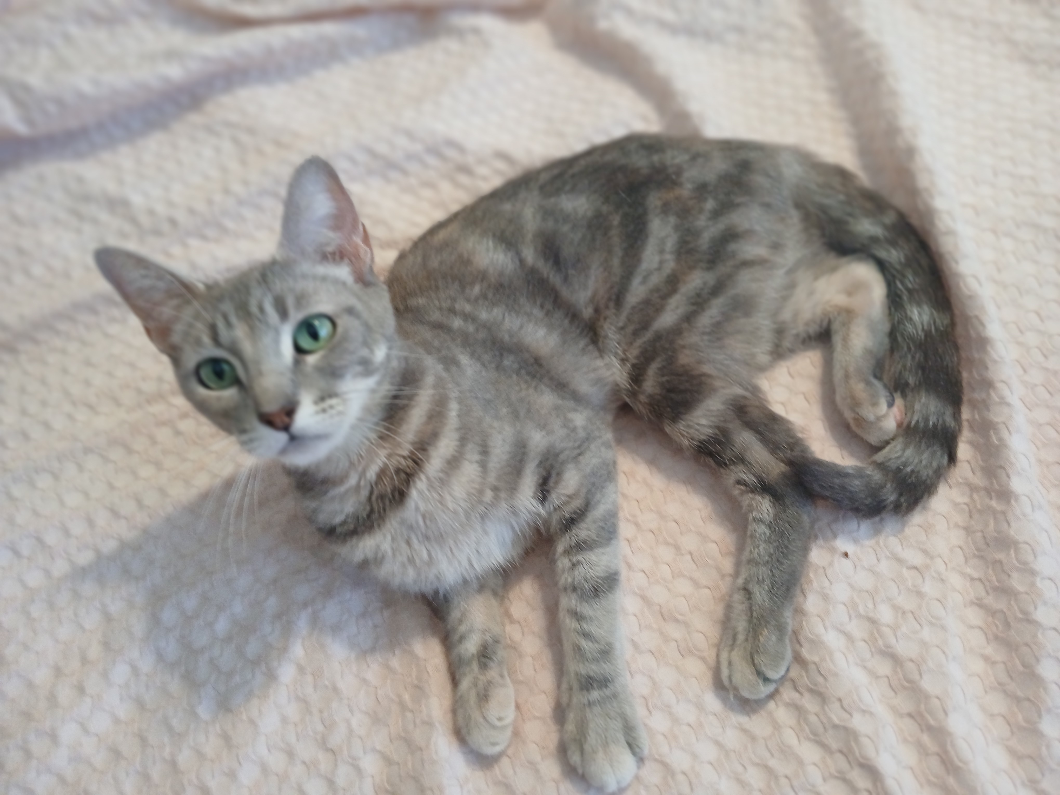 Enlarge Zophie, a Adopted mixed breed in Desert Hot Springs, CA image 4/6