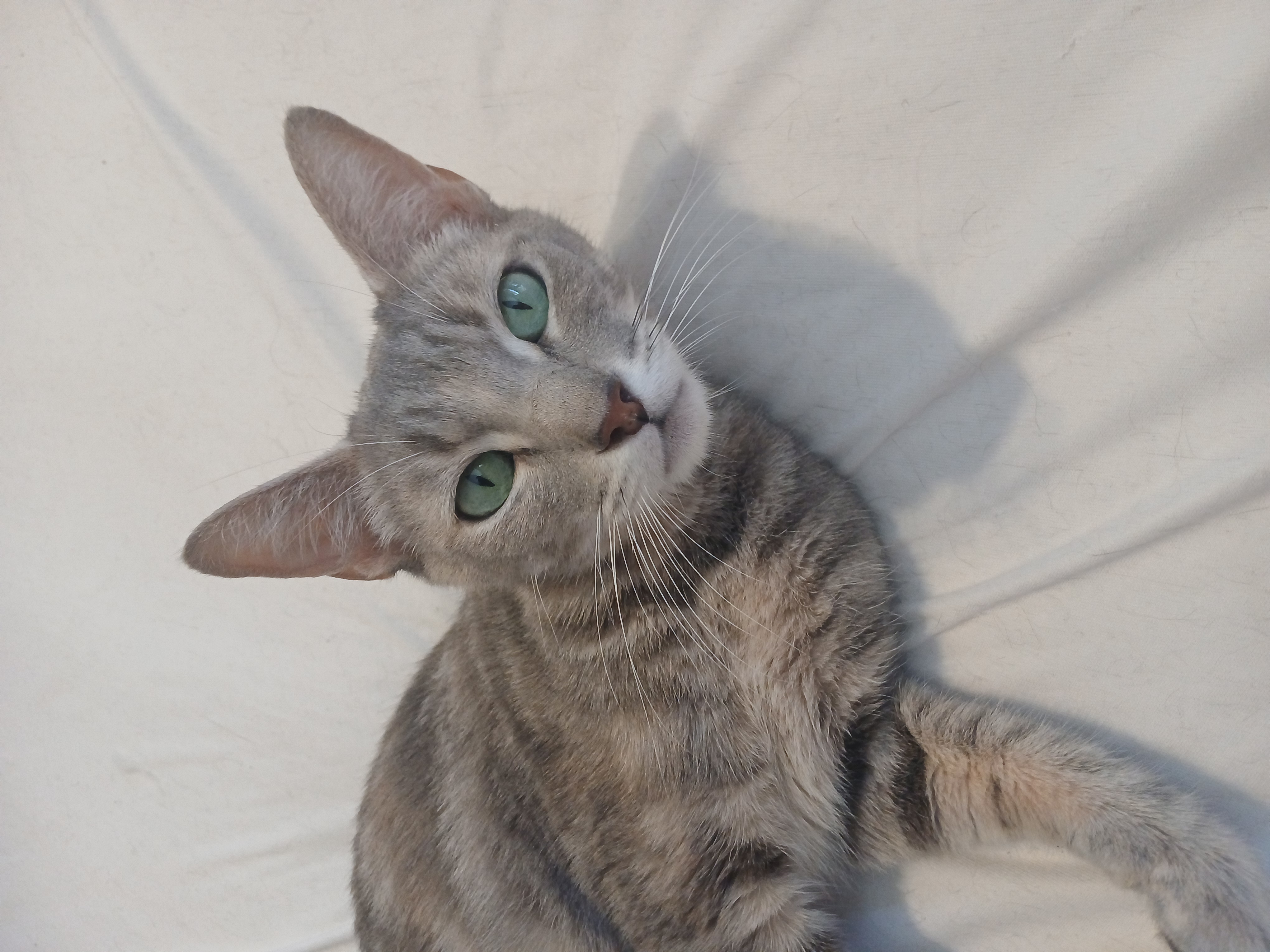 Enlarge Zophie, a Adopted mixed breed in Desert Hot Springs, CA image 3/6