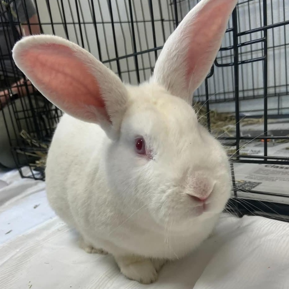 Flop New Zealand Rabbit