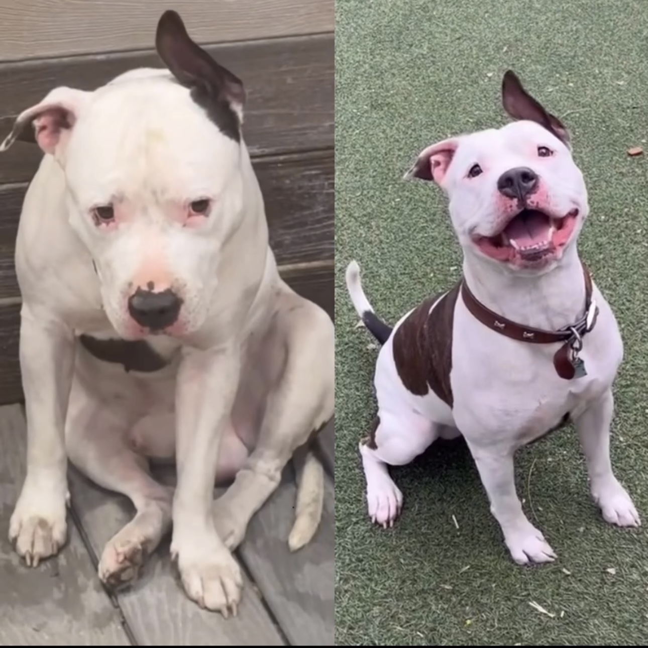 Rico Suave, Adoptable, Adult Male Pit Bull Terrier.