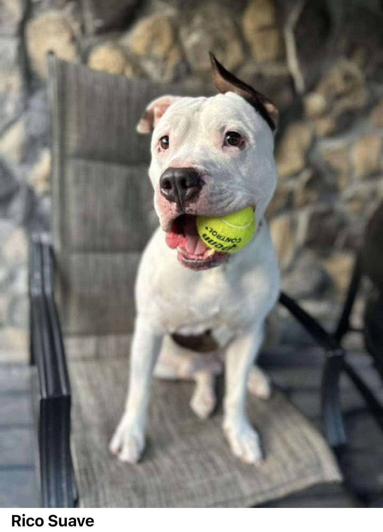 Rico Suave, a Adoptable Pit Bull Terrier in Staten island, NY image 2/2