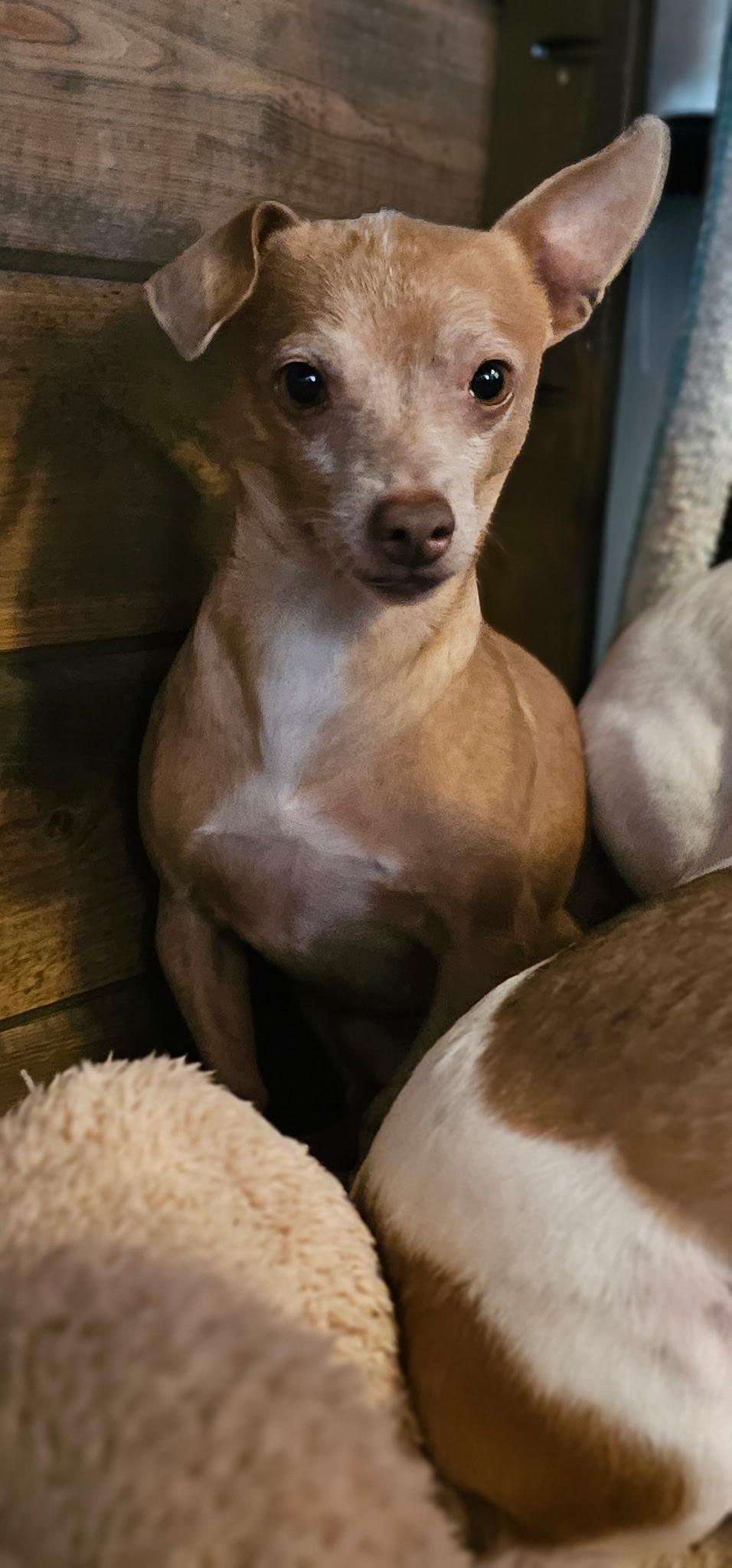 Enlarge Sid, a ADOPTABLE Chihuahua in Ione, CA image 3/3