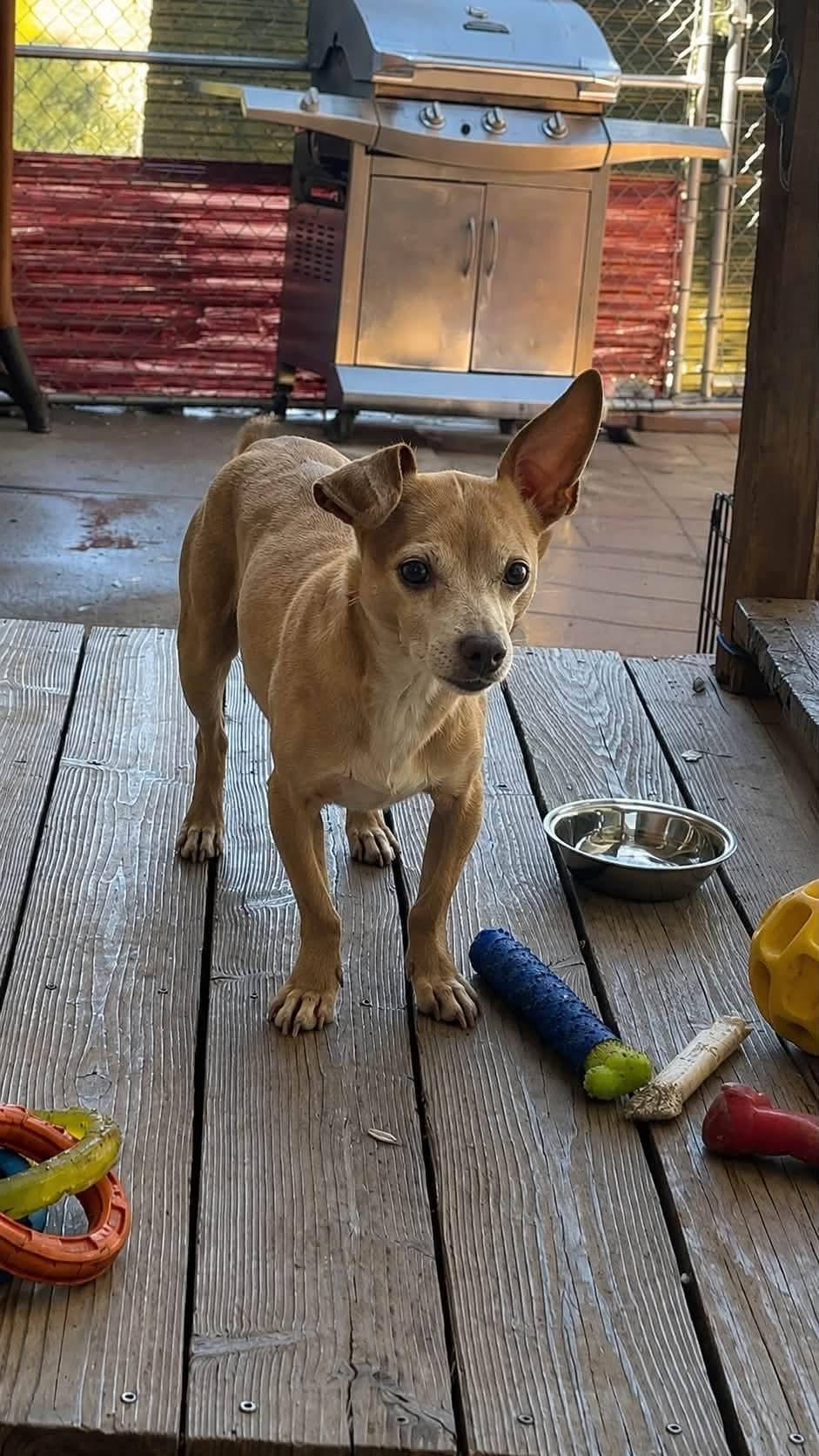 Enlarge Sid, a ADOPTABLE Chiweenie in Jackson, CA image 4/4
