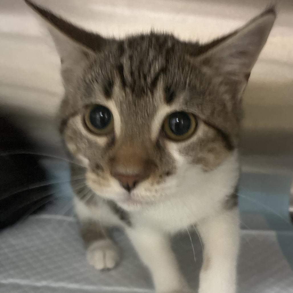 Affogatto, Adoptable, Kitten Female Domestic Long Hair.