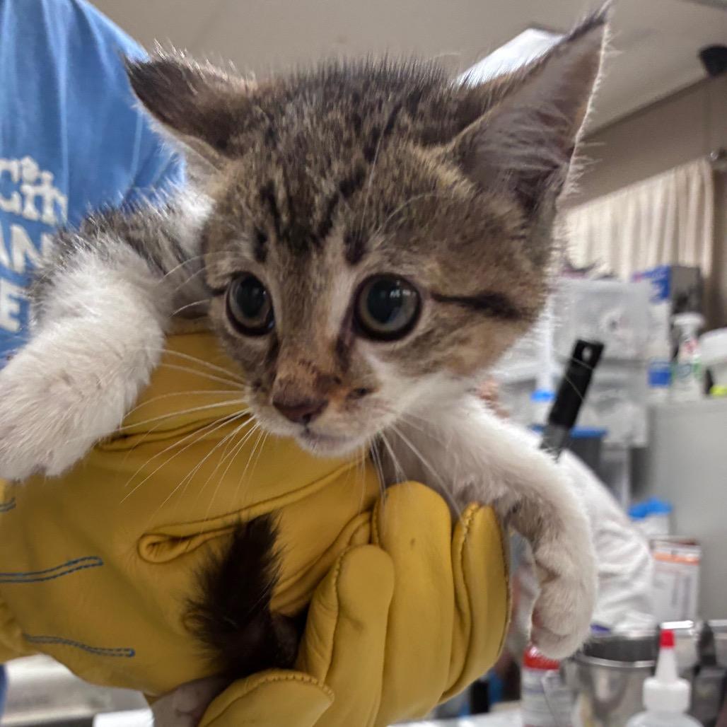 Enlarge Affogatto, a Adoptable Domestic Long Hair in Hattiesburg, MS image 2/2