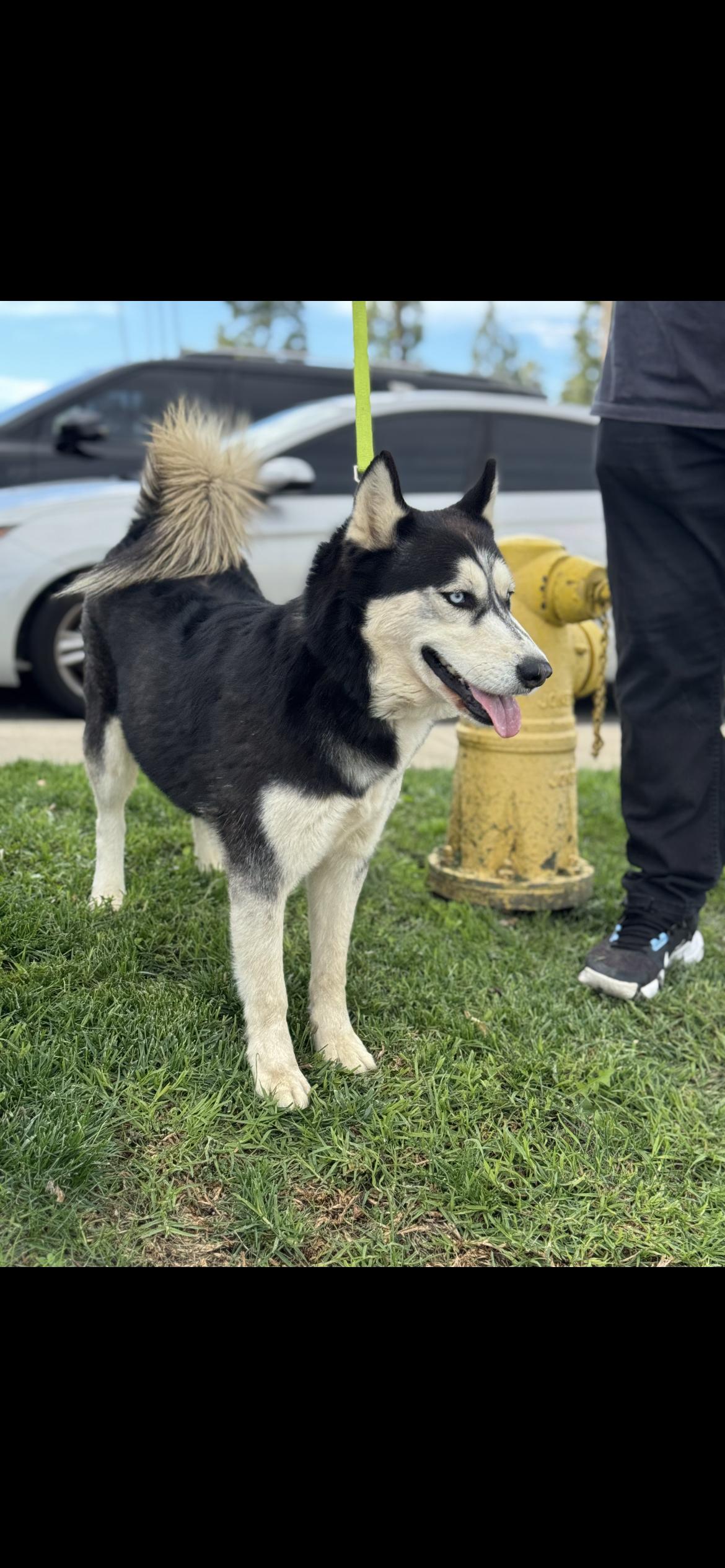 Enlarge Daphne, a Adoptable Siberian Husky in Hamden, CT image 4/6