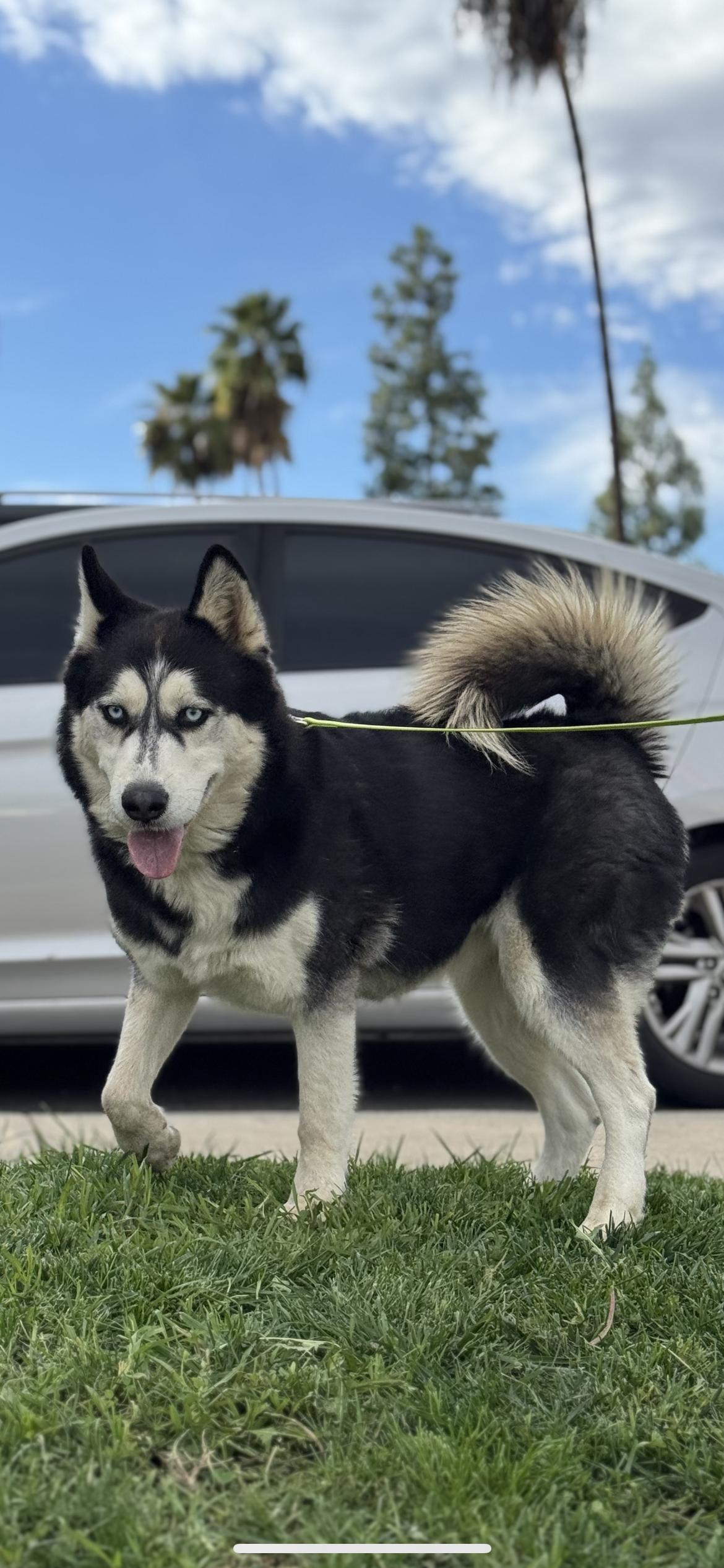 Enlarge Daphne, a Adoptable Siberian Husky in Hamden, CT image 5/6