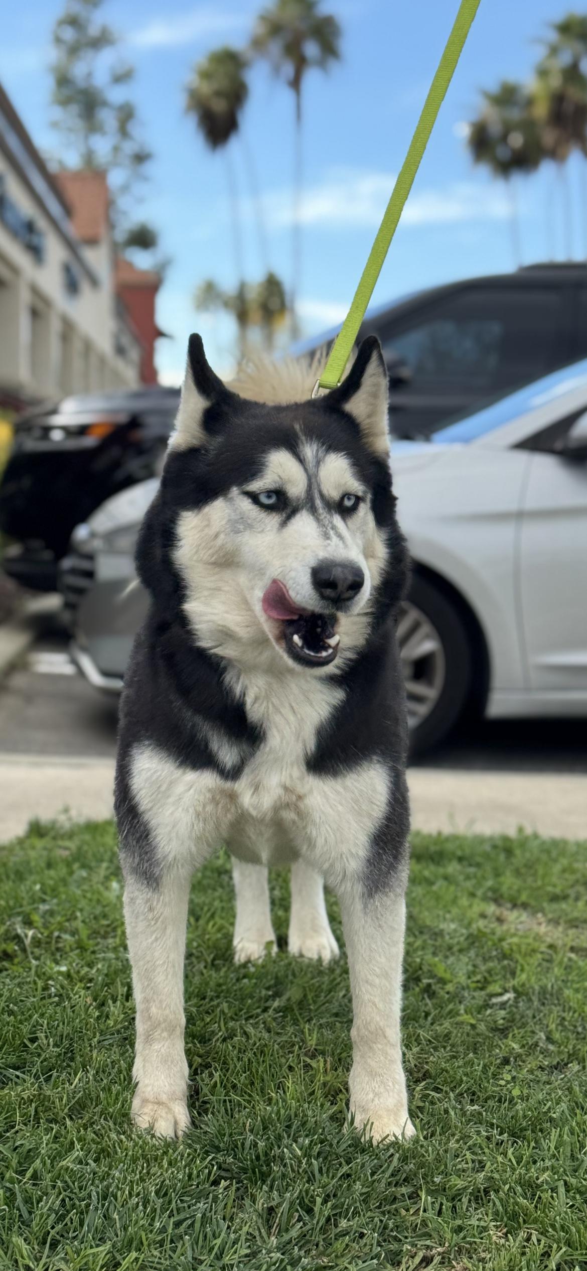 Enlarge Daphne, a Adoptable Siberian Husky in Hamden, CT image 6/6