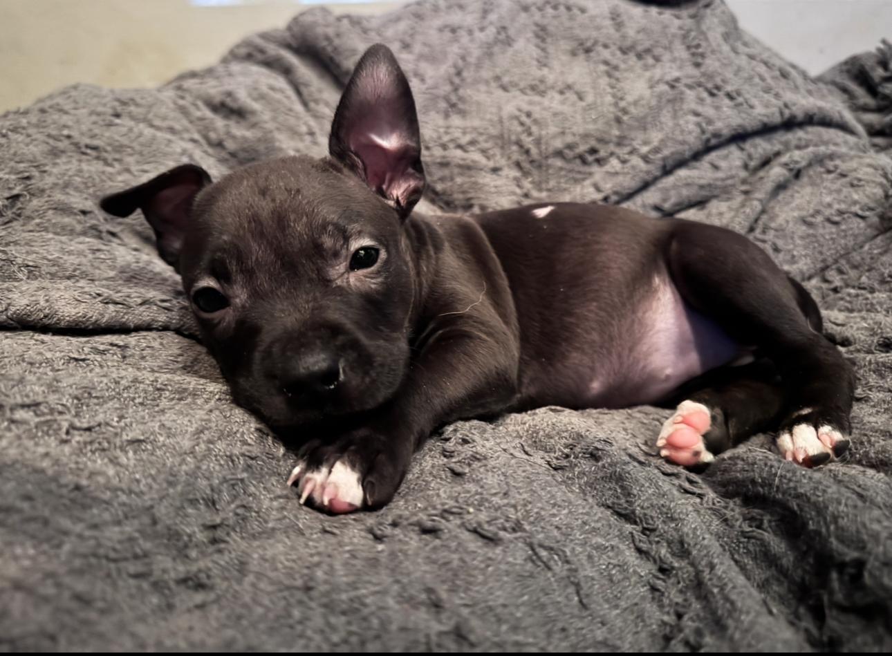 Ninja, Adopted, Young Female Pit Bull Terrier & American Staffordshire Terrier.