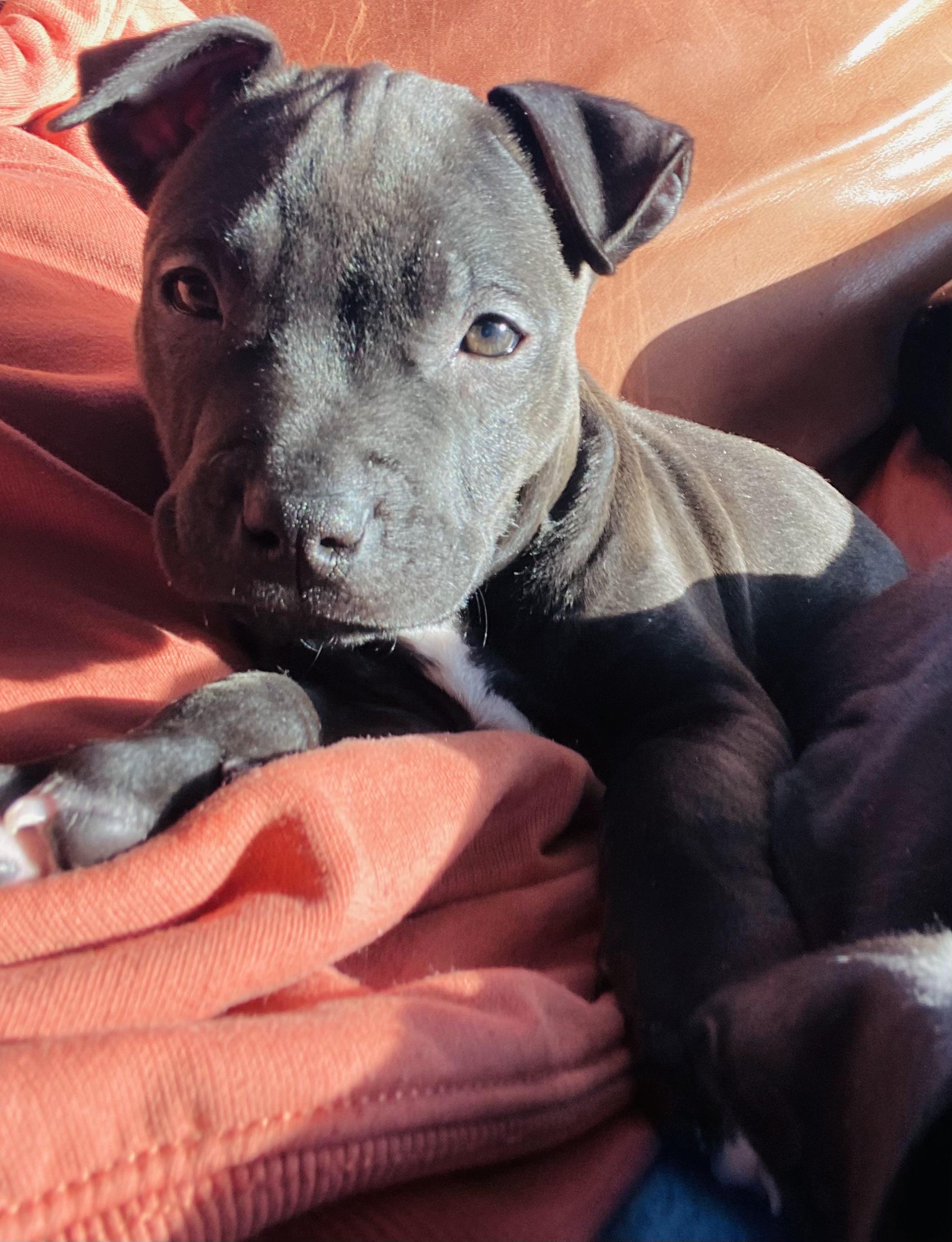 Ninja, a Adopted mixed breed in Troy, MI image 2/6