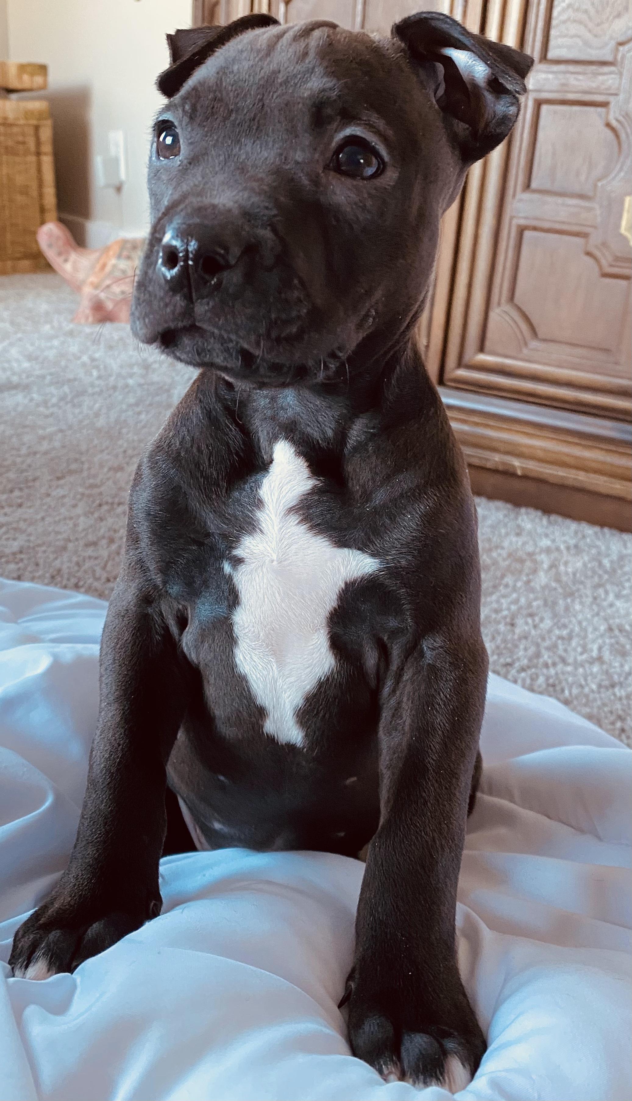 Ninja, a Adopted mixed breed in Troy, MI image 3/6