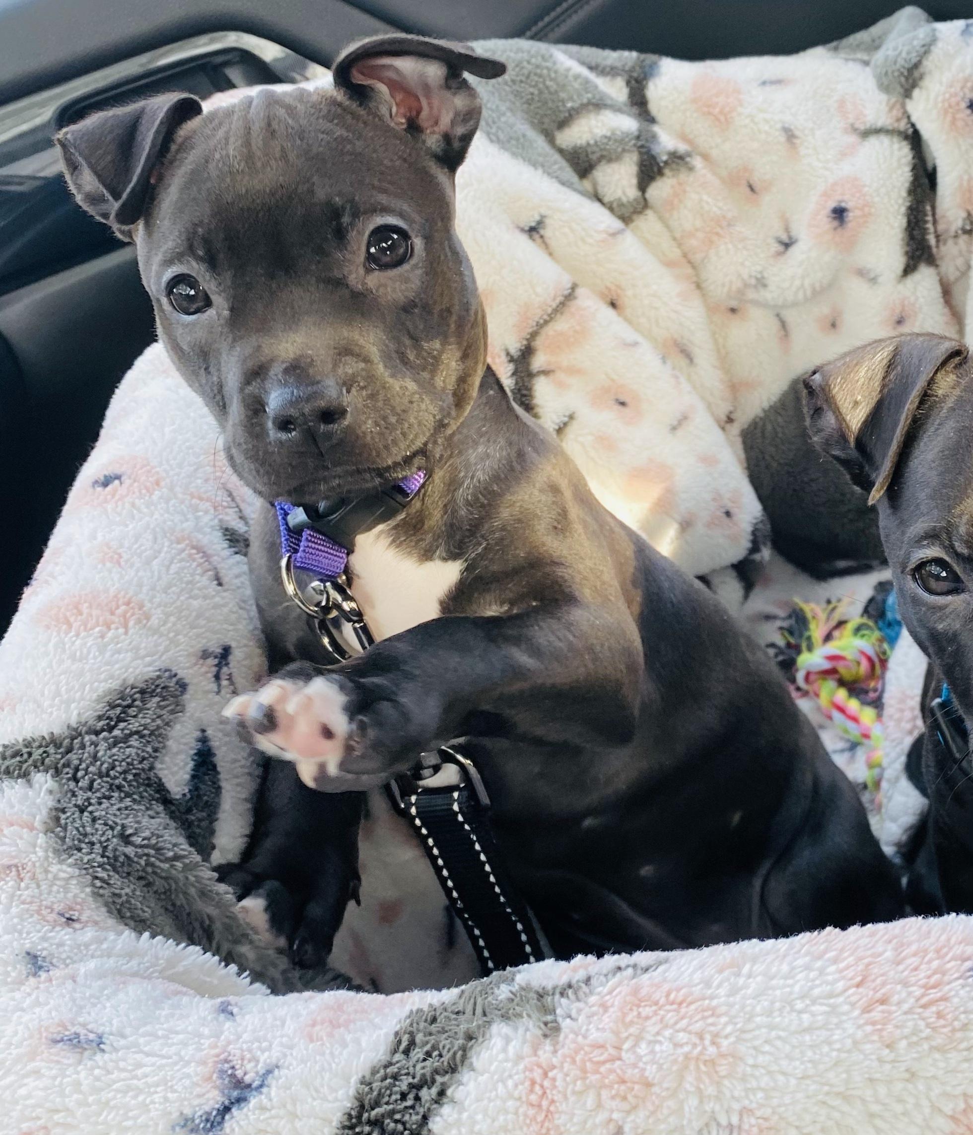 Ninja, a Adopted mixed breed in Troy, MI image 4/6