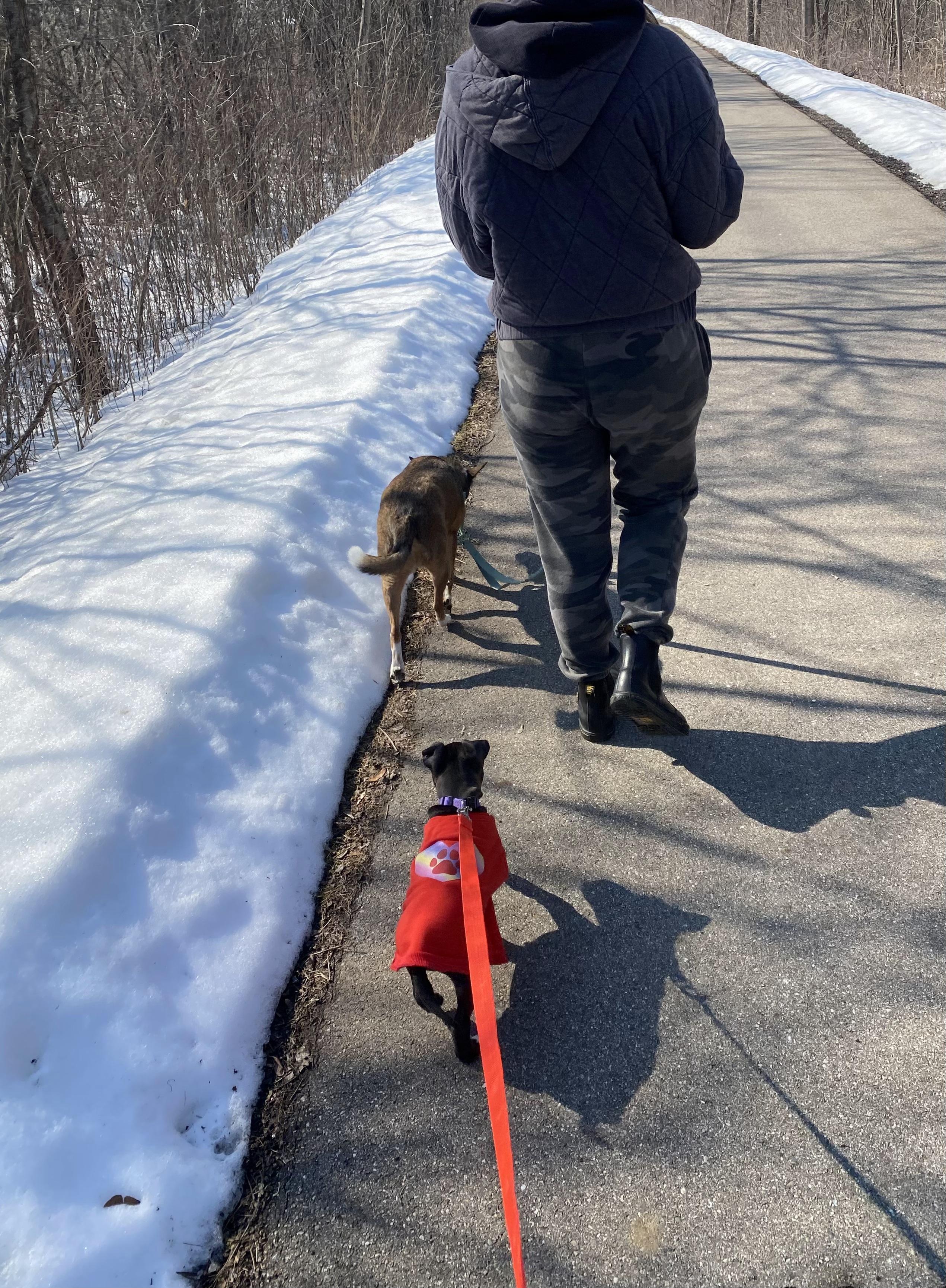 Ninja, a Adopted mixed breed in Troy, MI image 5/6