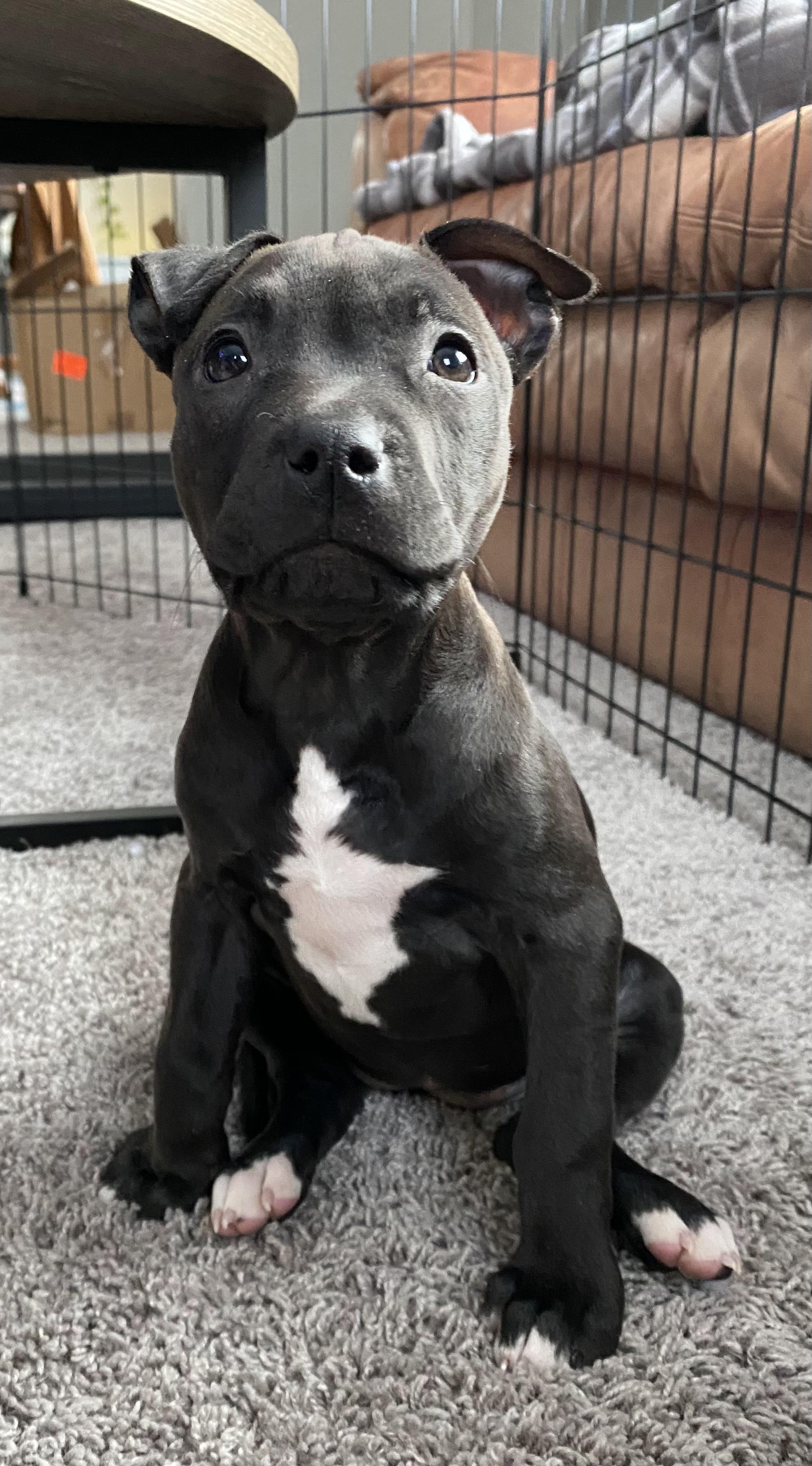 Ninja, a Adopted mixed breed in Troy, MI image 6/6