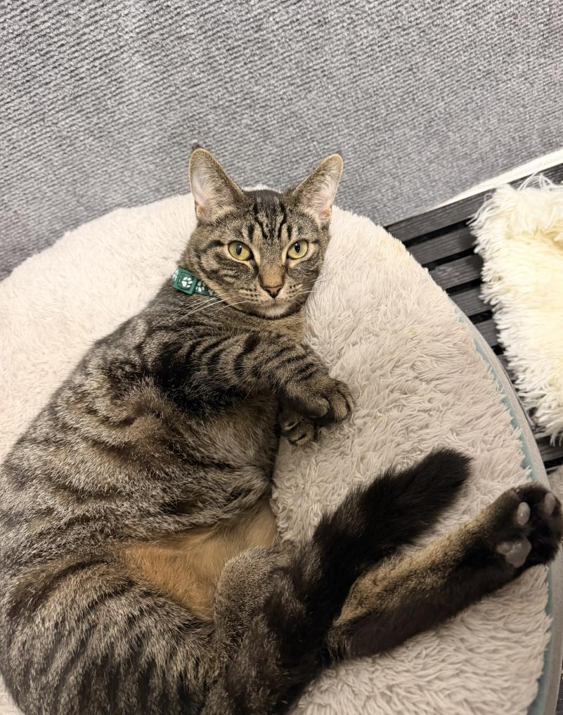 Bill , ADOPTABLE, Young Male Domestic Short Hair.