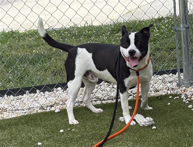JO JO, Adoptable, Young Male Pit Bull Terrier & Mixed Breed.