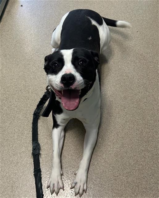 JO JO, Adoptable, Young Male Pit Bull Terrier & Mixed Breed.