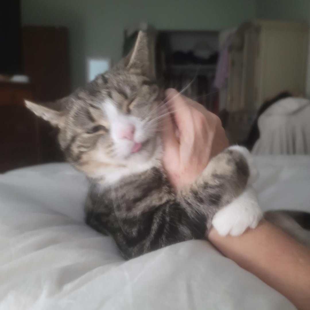 Enlarge Princess , a ADOPTABLE Tabby in east rochester, NY image 3/3