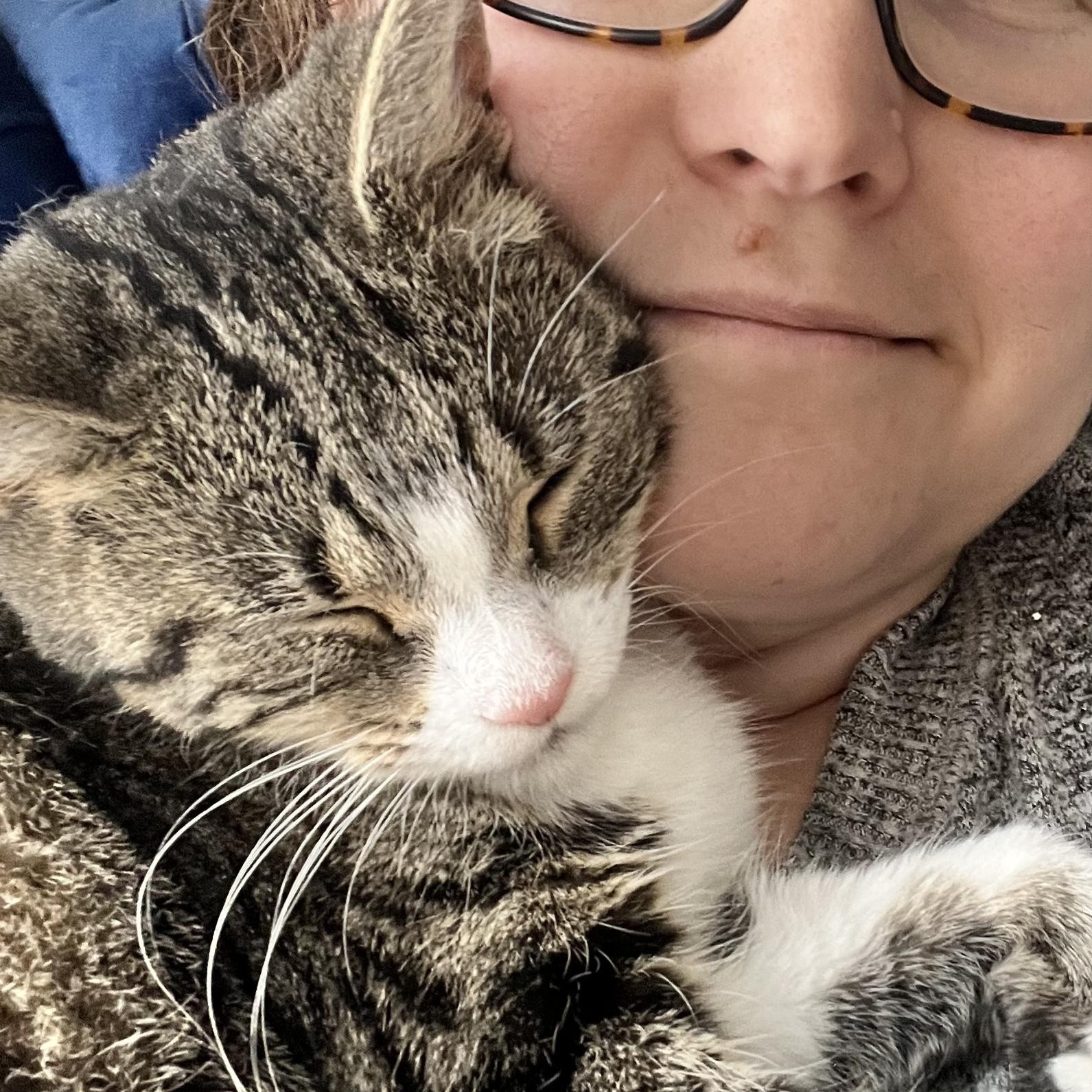 Princess , ADOPTABLE, Adult Female Tabby.